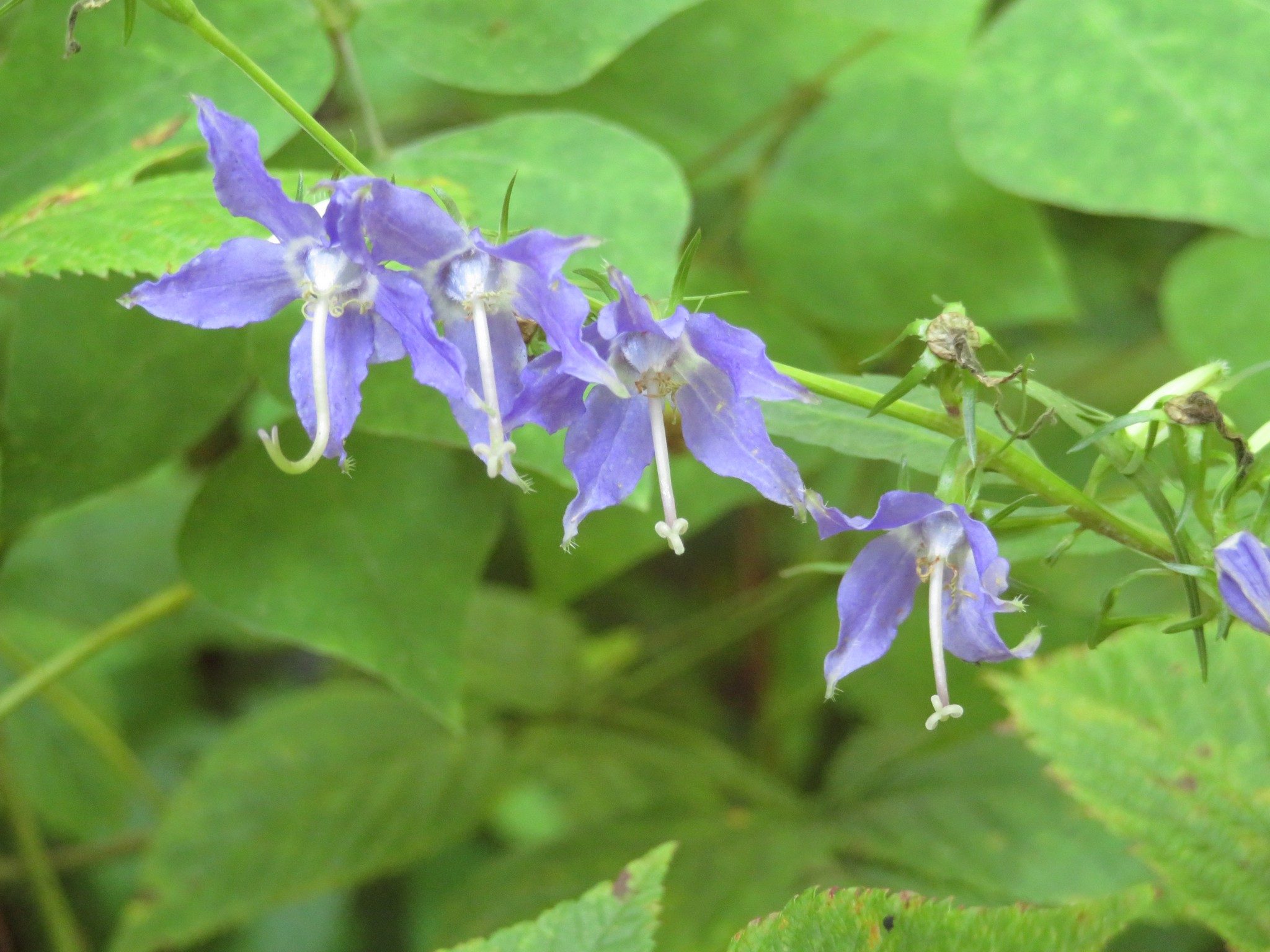 Tall Bellflower (Campanula americana)