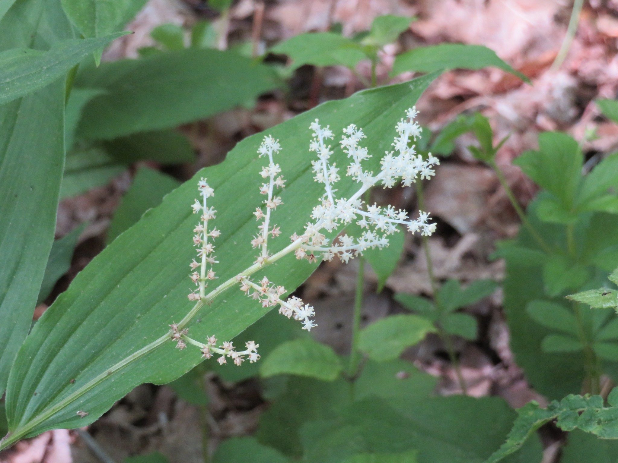False Solomon's Seal (Maianthemum racemosum)