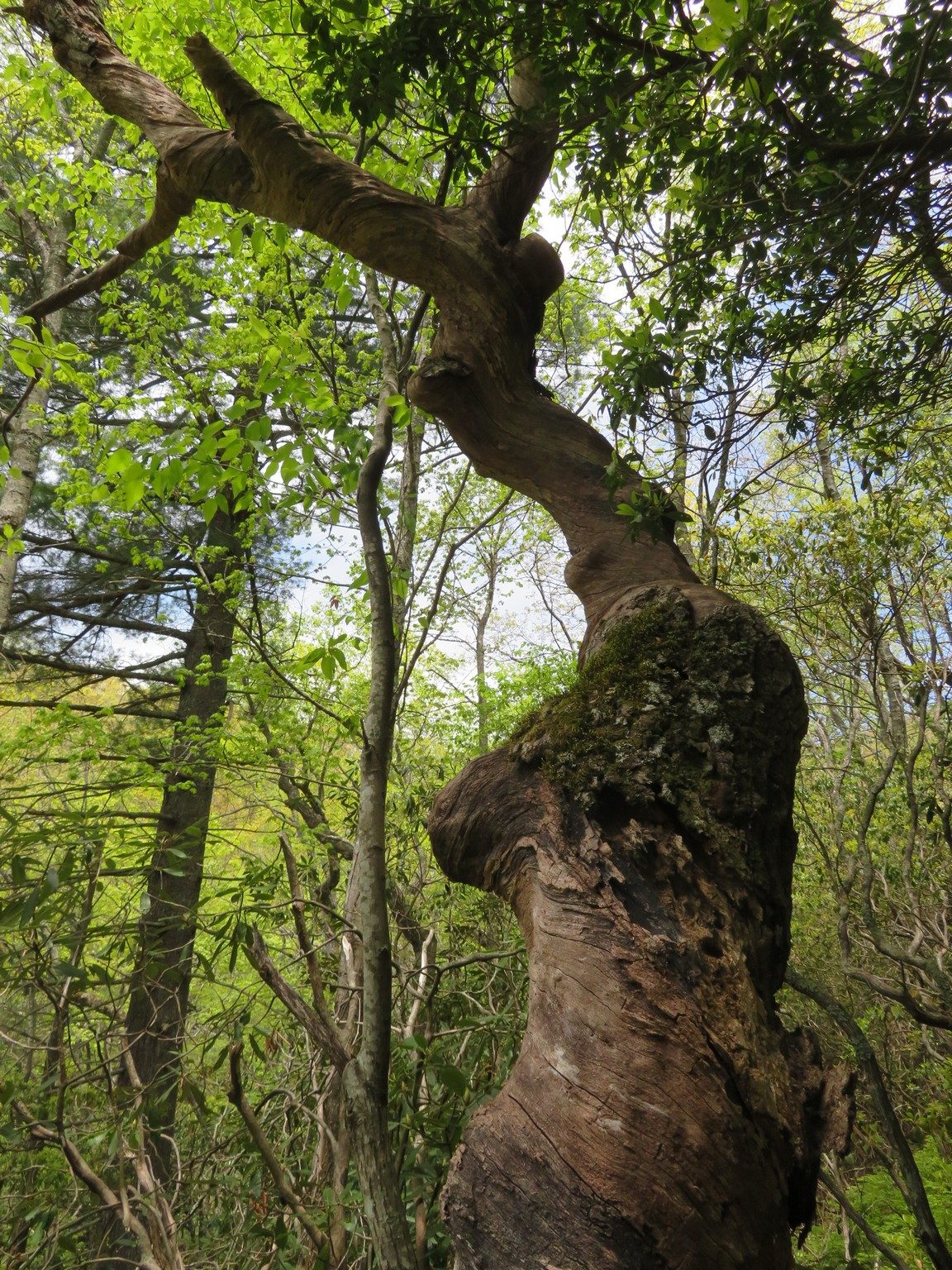 Gnarly Dead Tree