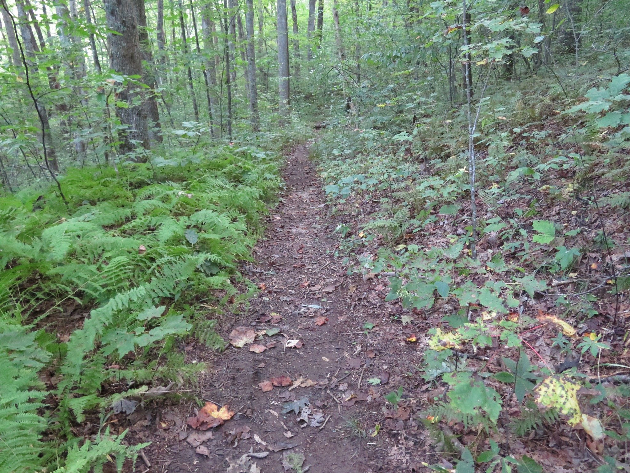 Initial conditions on Jarrad Trail