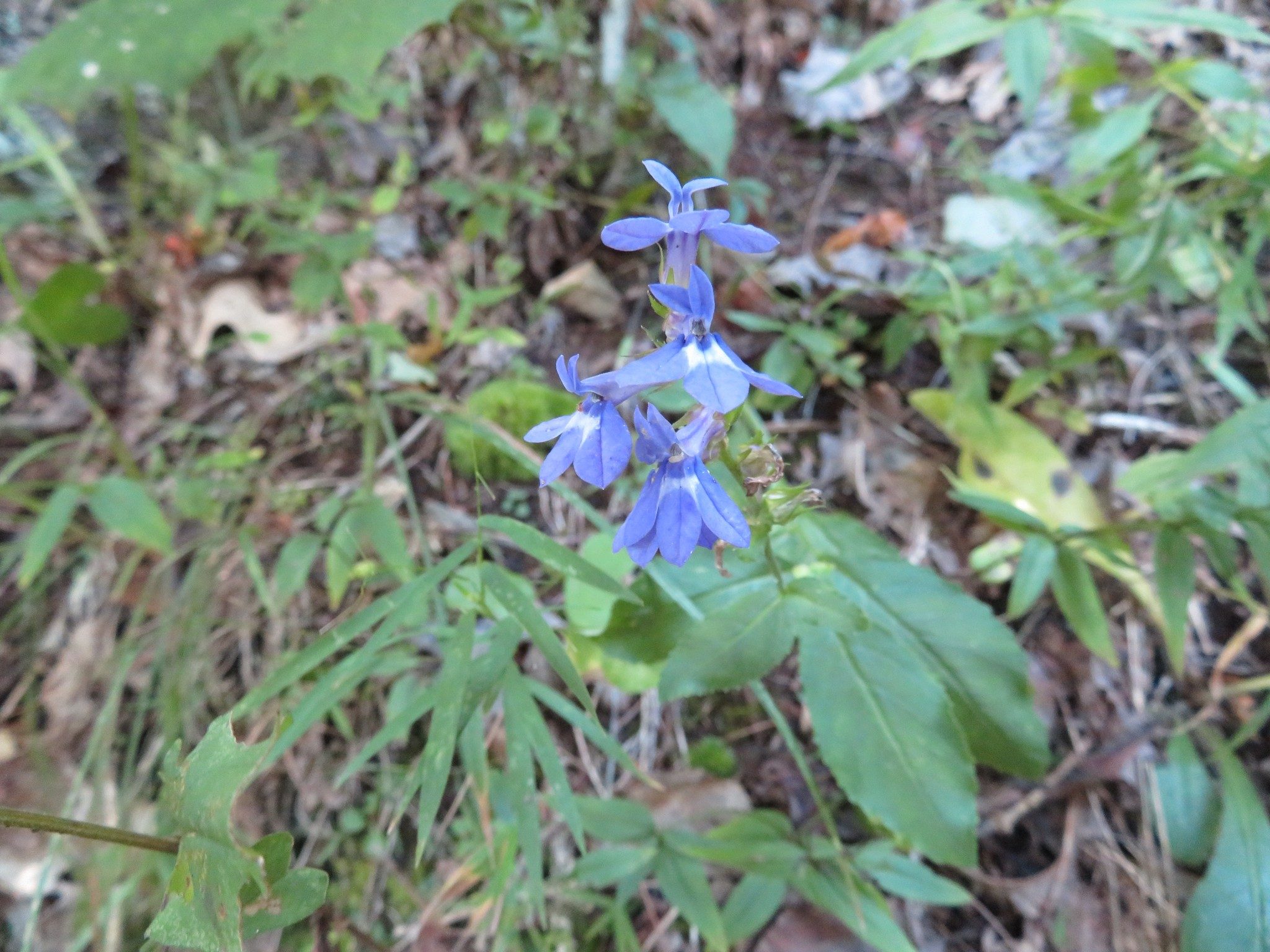 Lobelia, Spiked (Lobelia spicata)