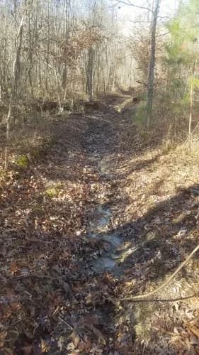 Typical washouts along the eastern section ofFrady Branch Loop