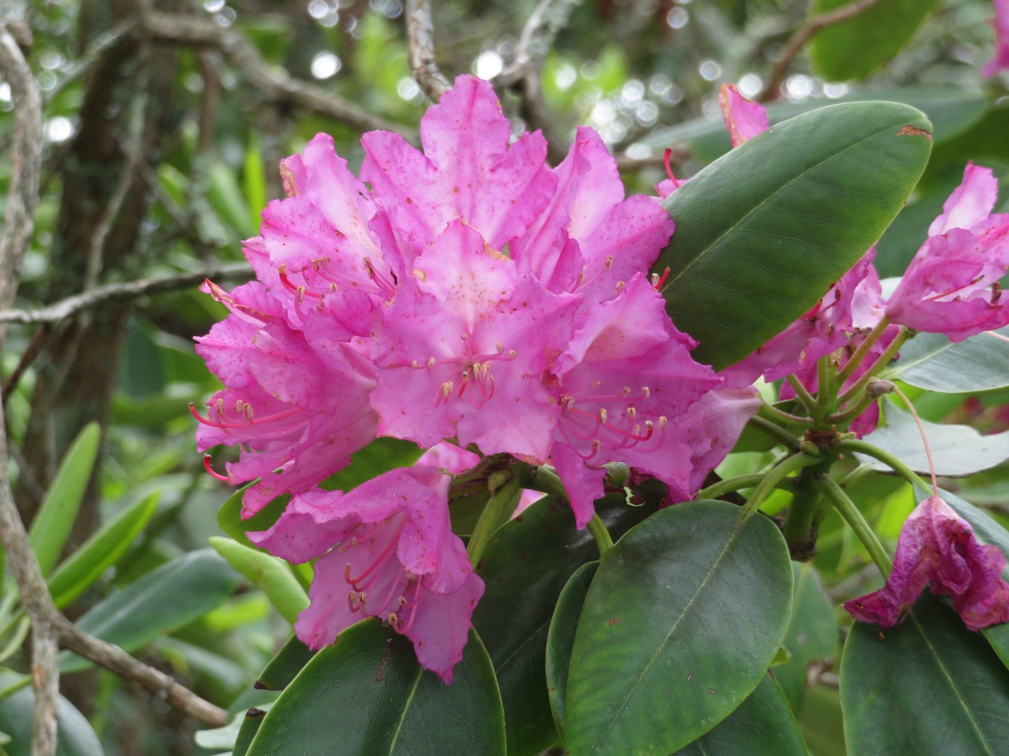 Catawba Rhododendron (Rhododendron catawbiense)