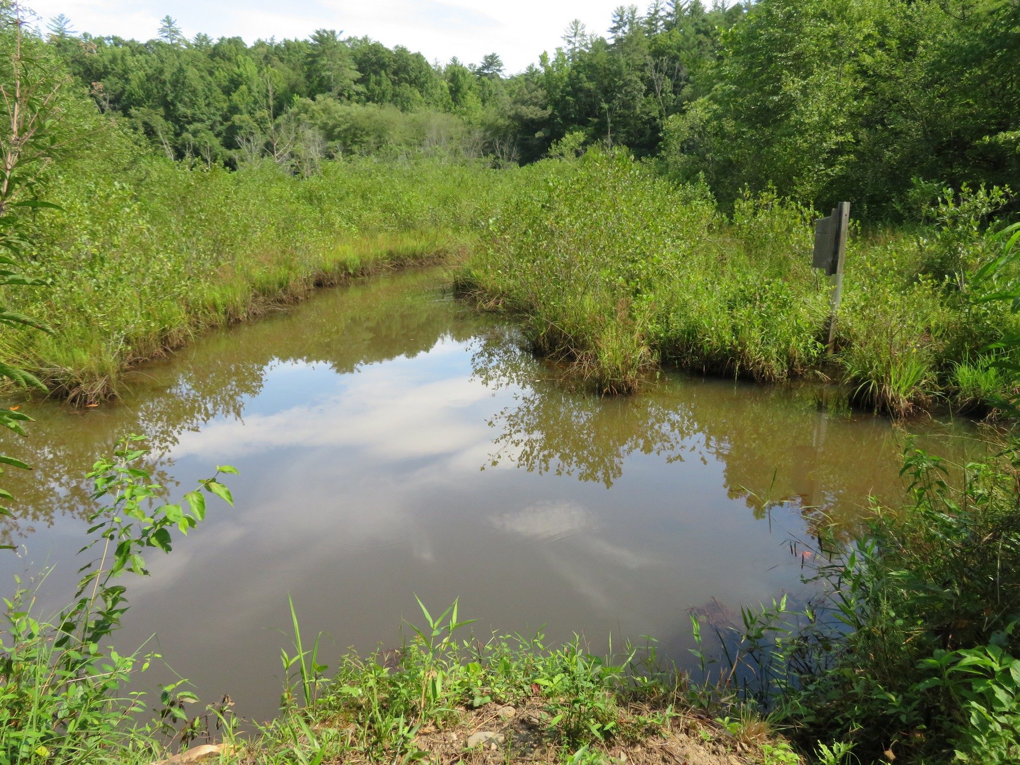 View into Wetlands on Wetlands Loop Trail