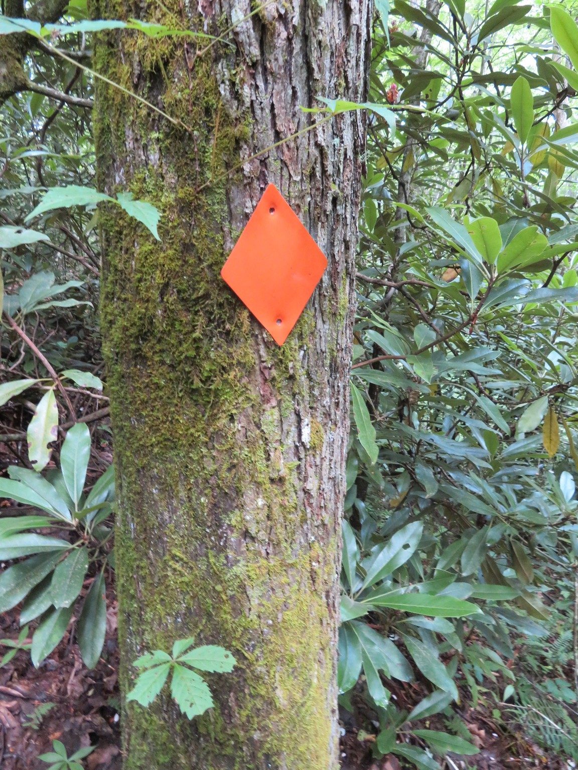 Typical trail blaze