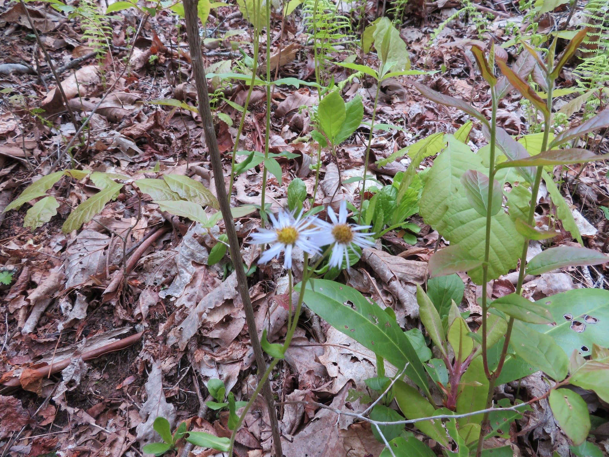 Daisy Fleabane