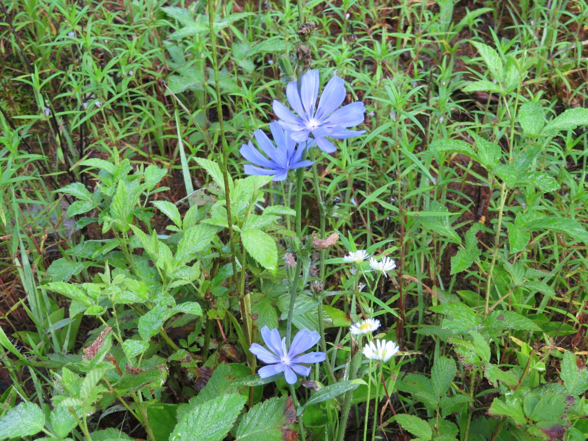 Bachelor Button (a.k.a. Blue Cornflower)