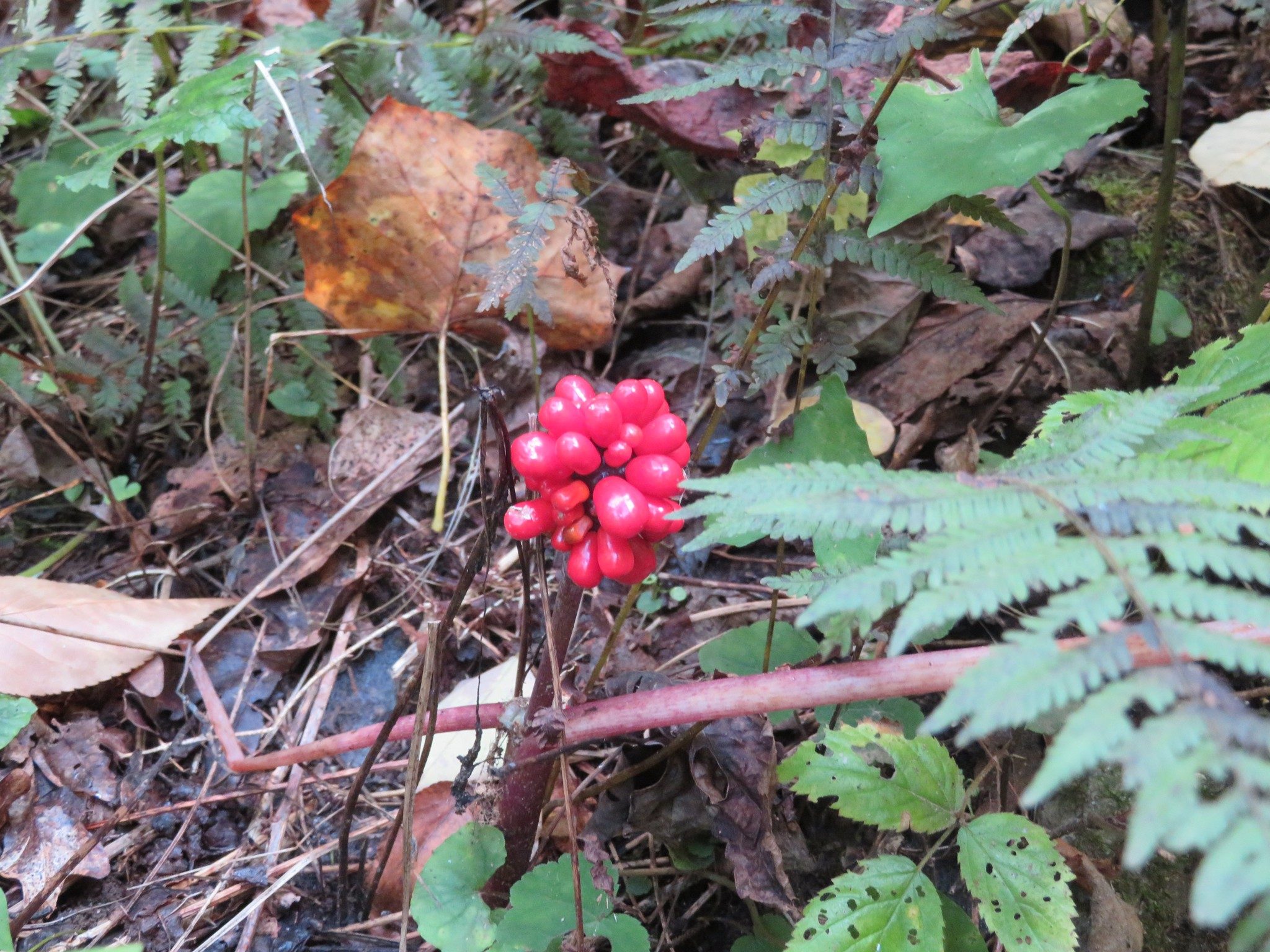 Pretty red fruit of something?