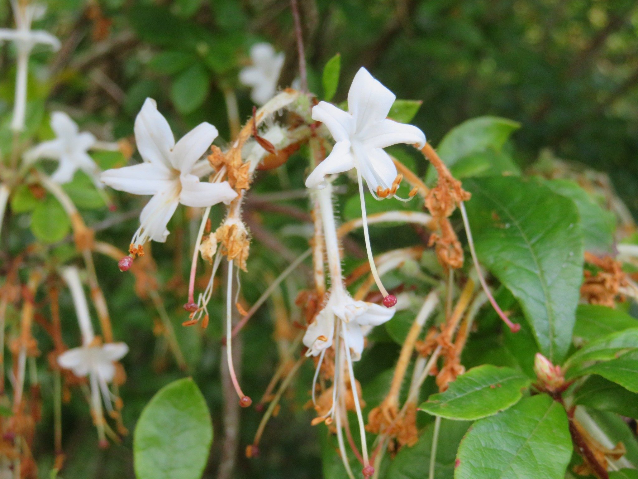 White honeysuckle bush (Lonicera albiflora)