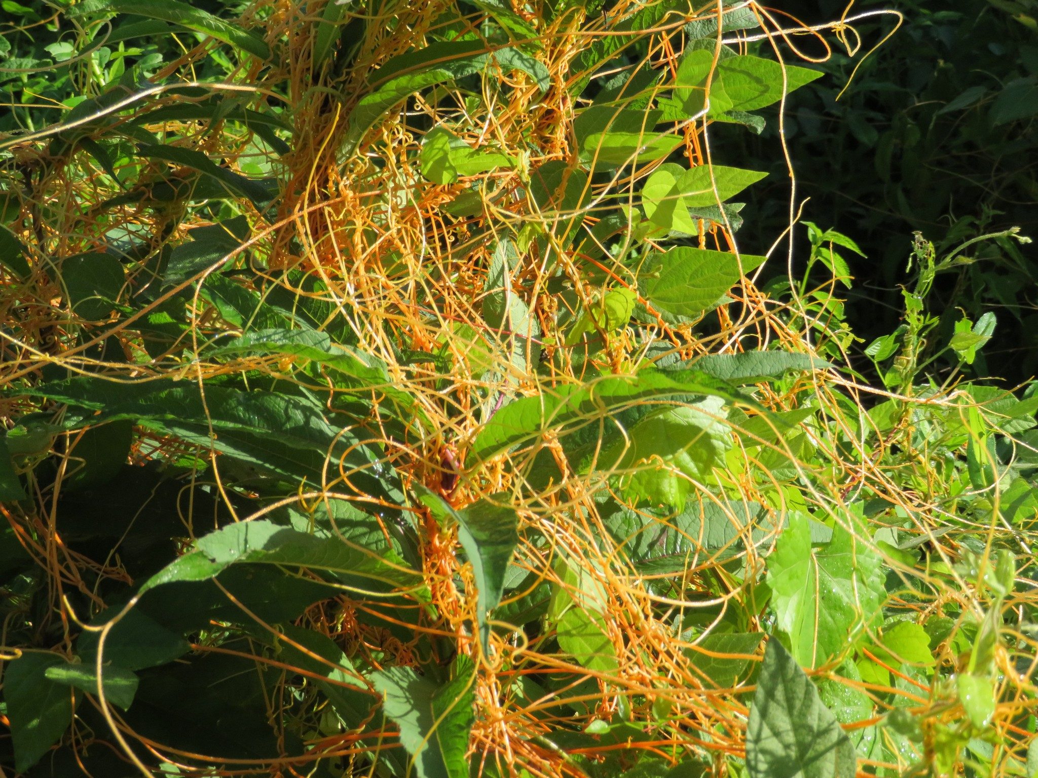 Love Vine (Cassytha filiformis)