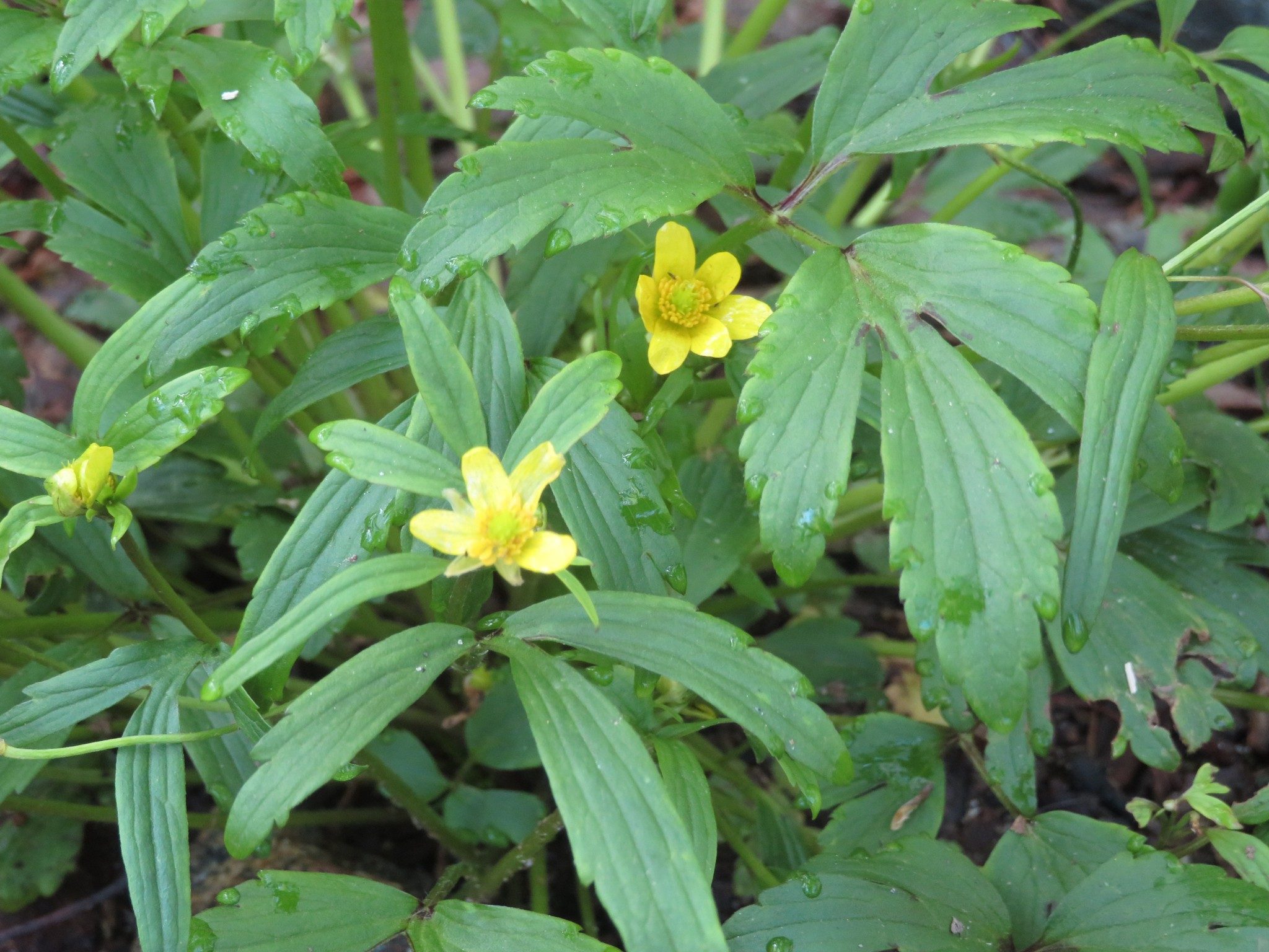 Cinquefoil