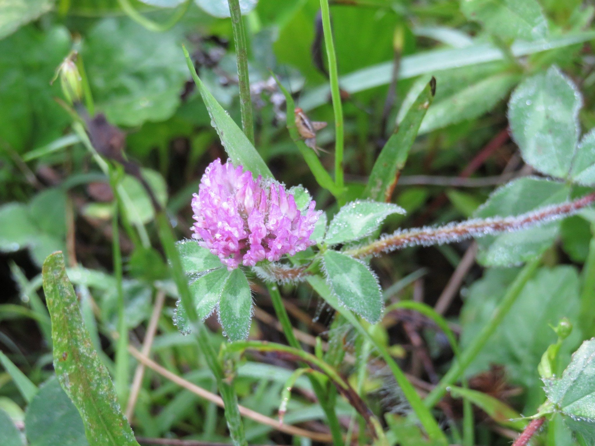 Common Clover -Edible?