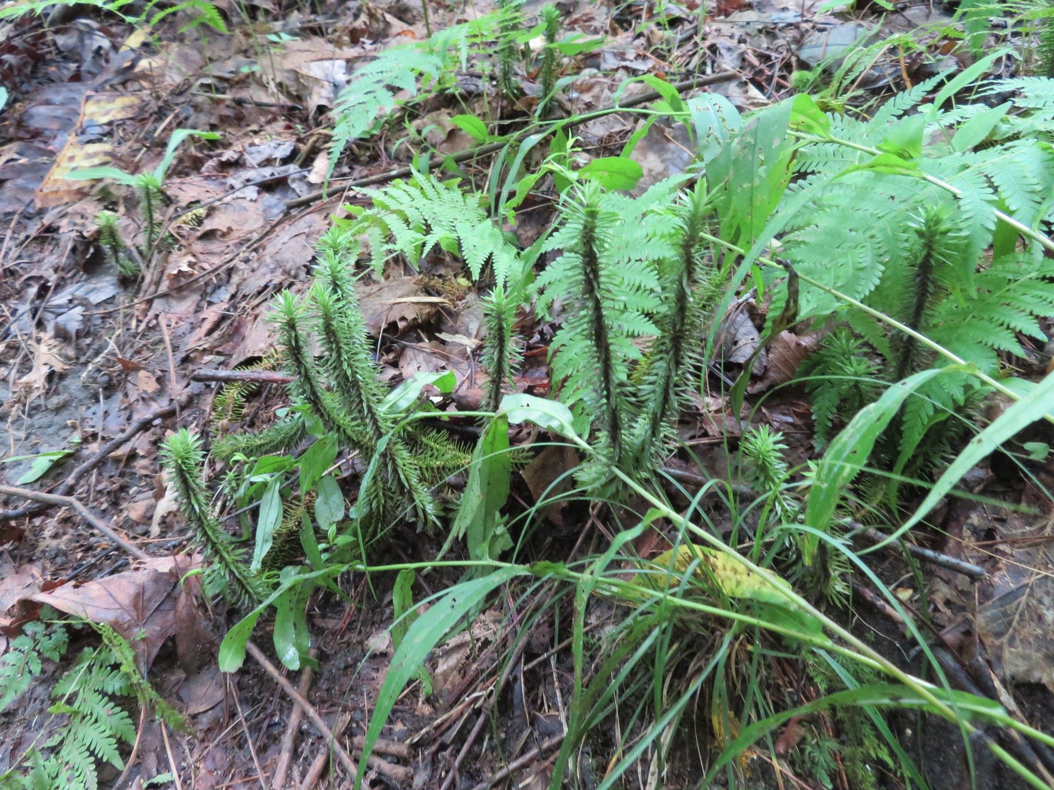 Ground Pine/Club moss (Lycopodium annotinum)