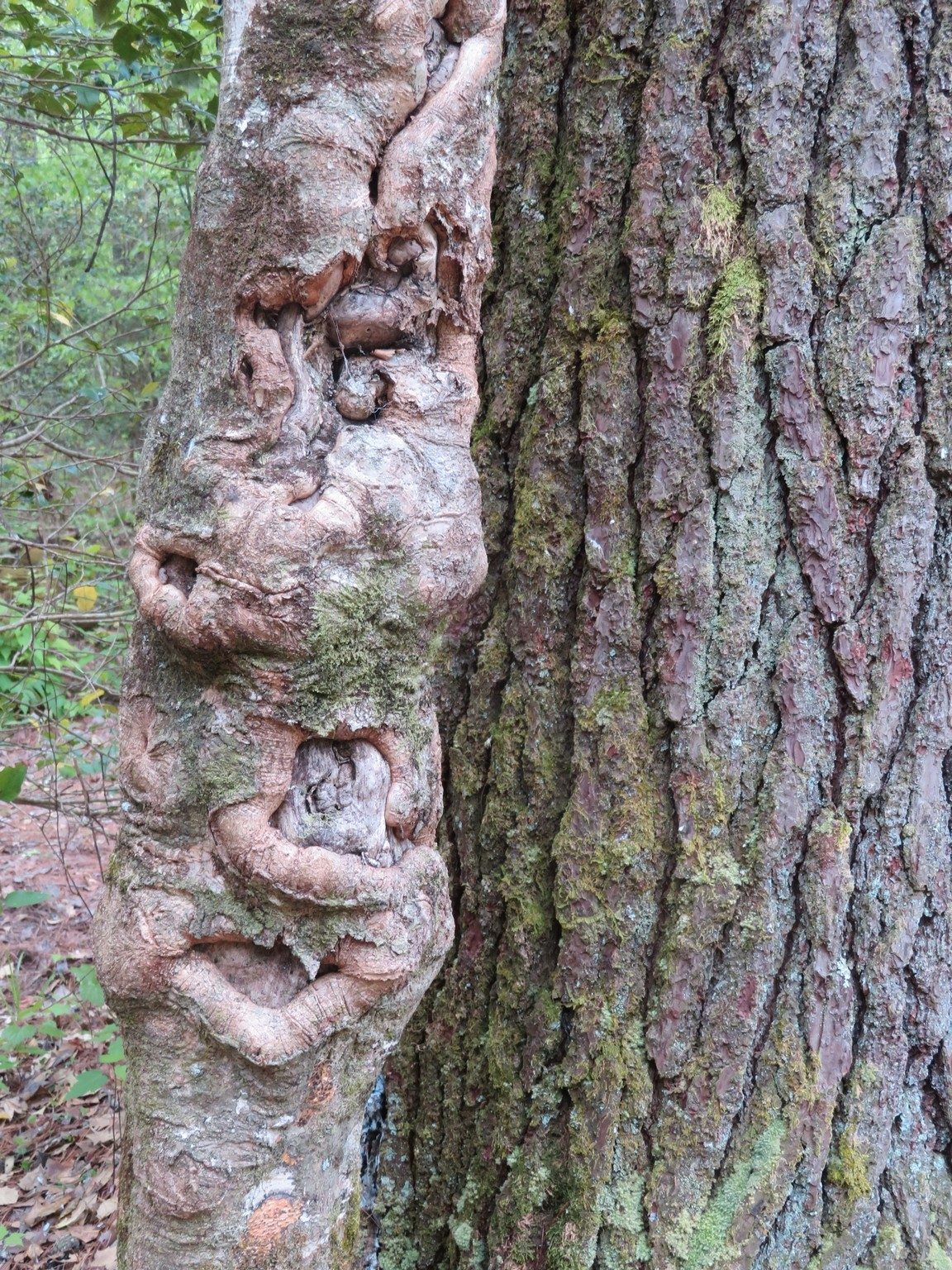 See any Faces in the Gnarly Tree Trunk?