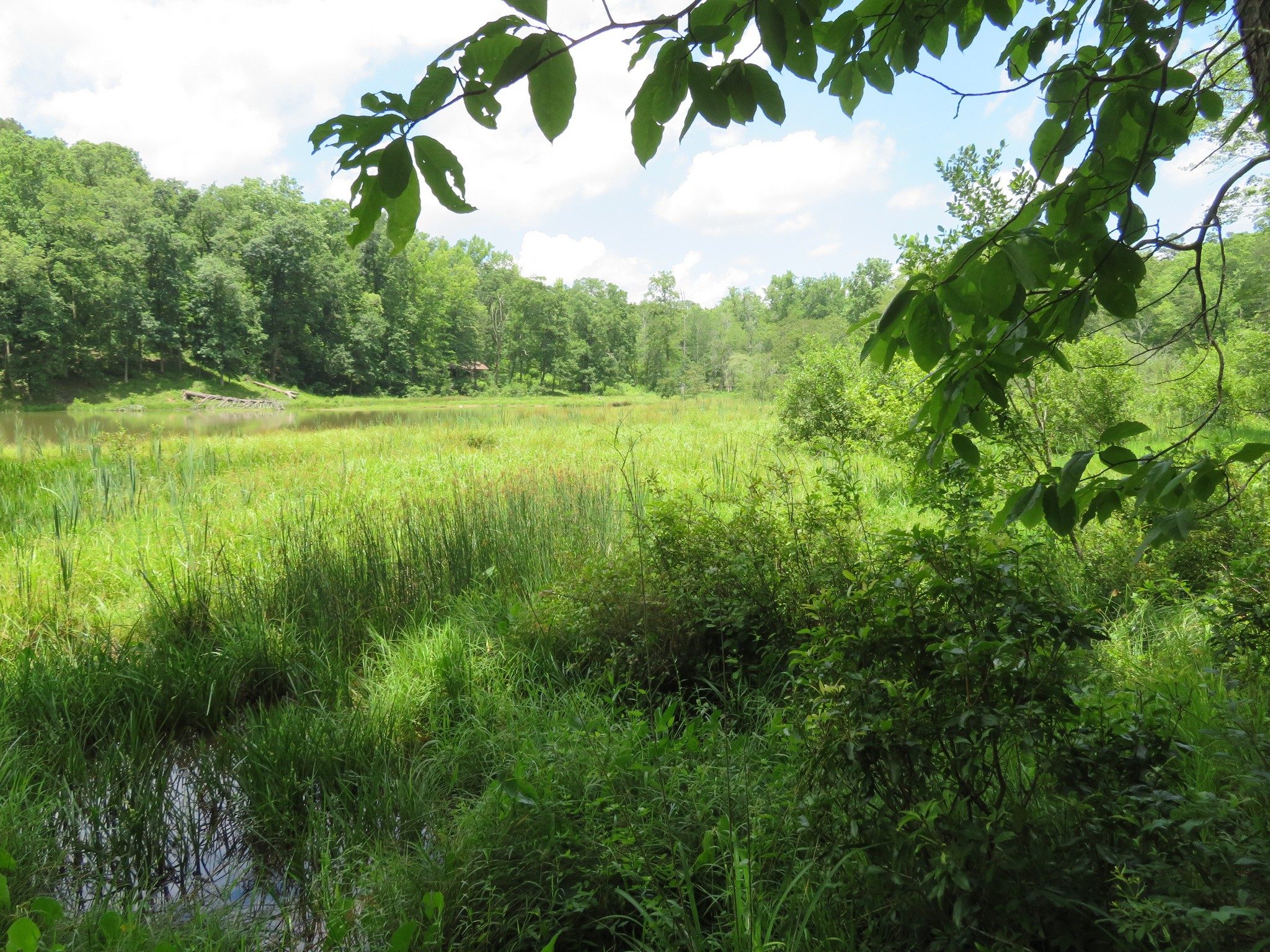 Wetlands on East and North Side of Nancy Town Lake