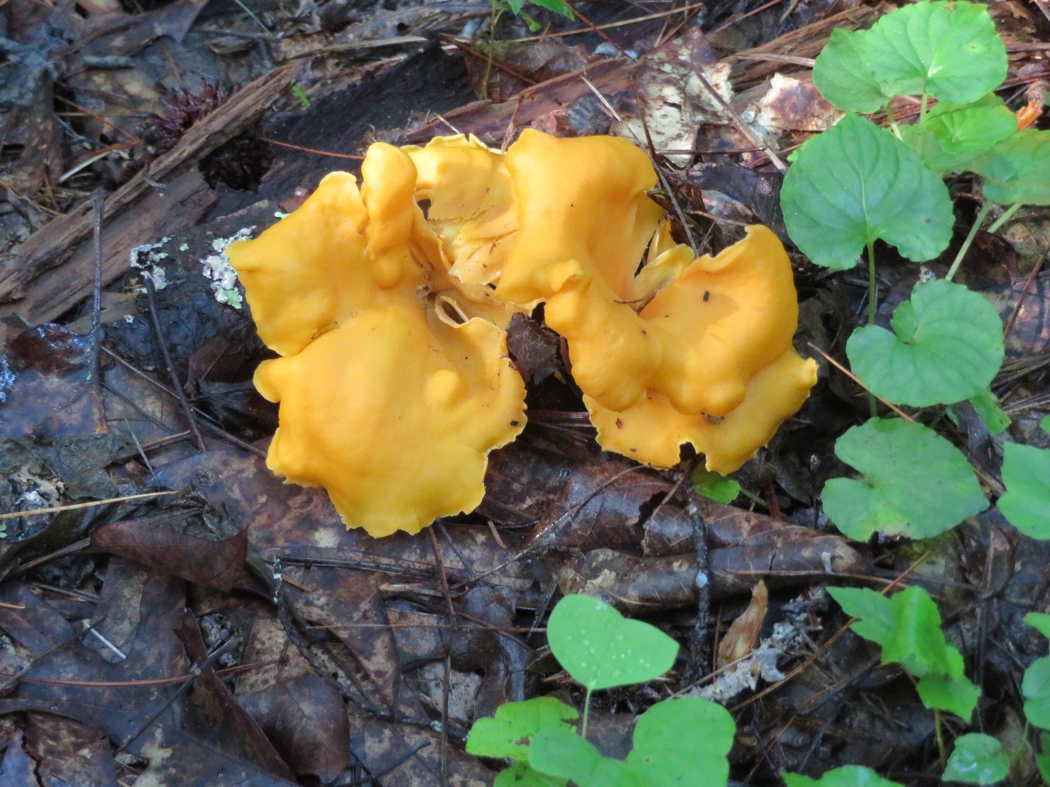 Attractive fungus along trail