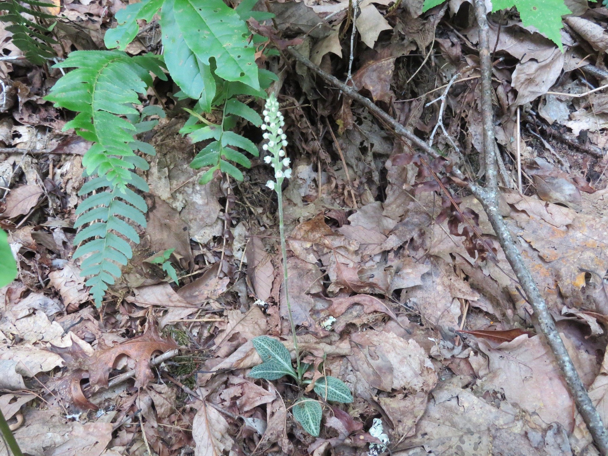 Rattlesnake Plantain (Goodyera pubescens