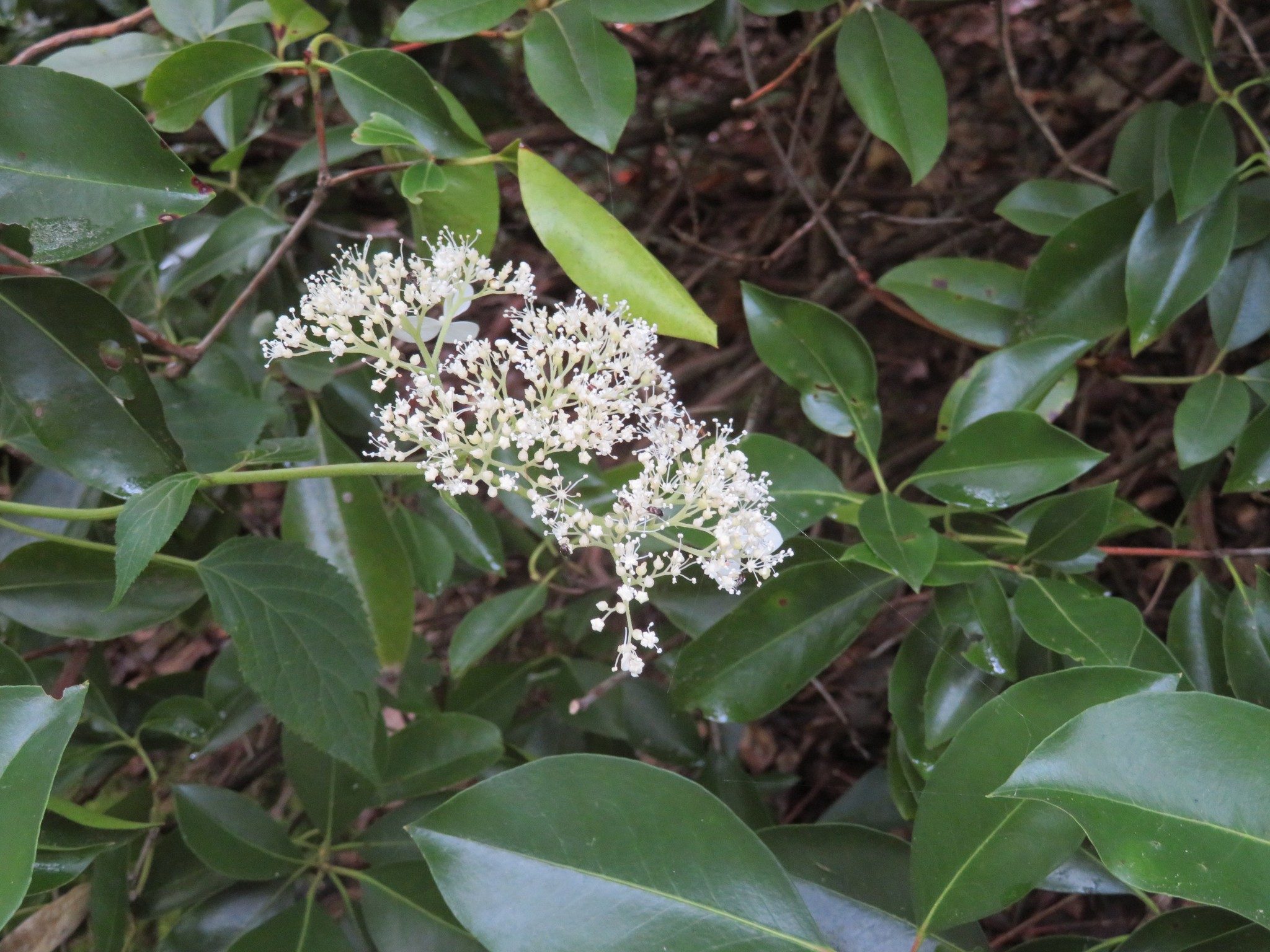 Wild Hydrangea