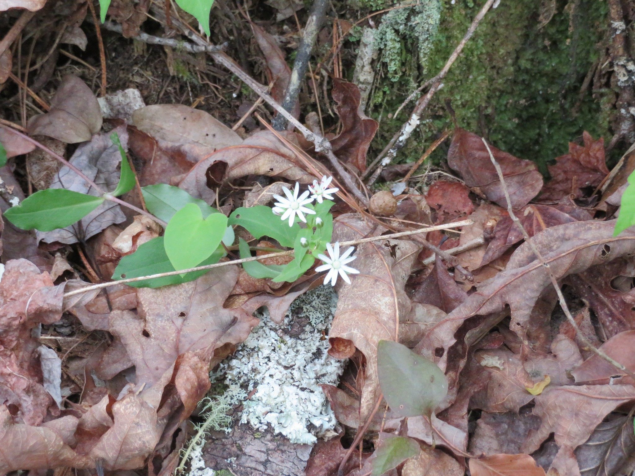 Star Chickweed (Stellaria pubera)