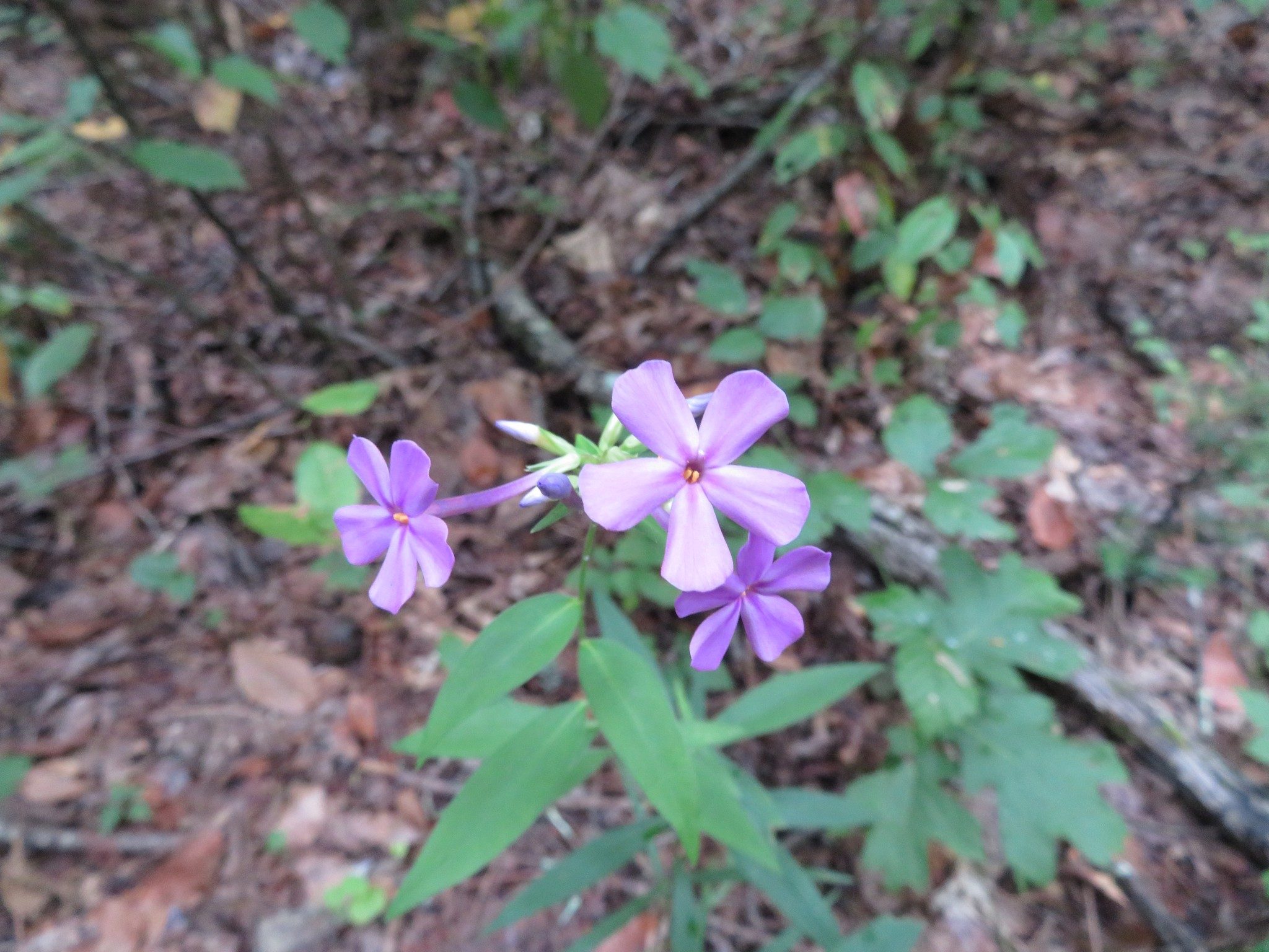 Downy Phlox (Phlox pilosa)
