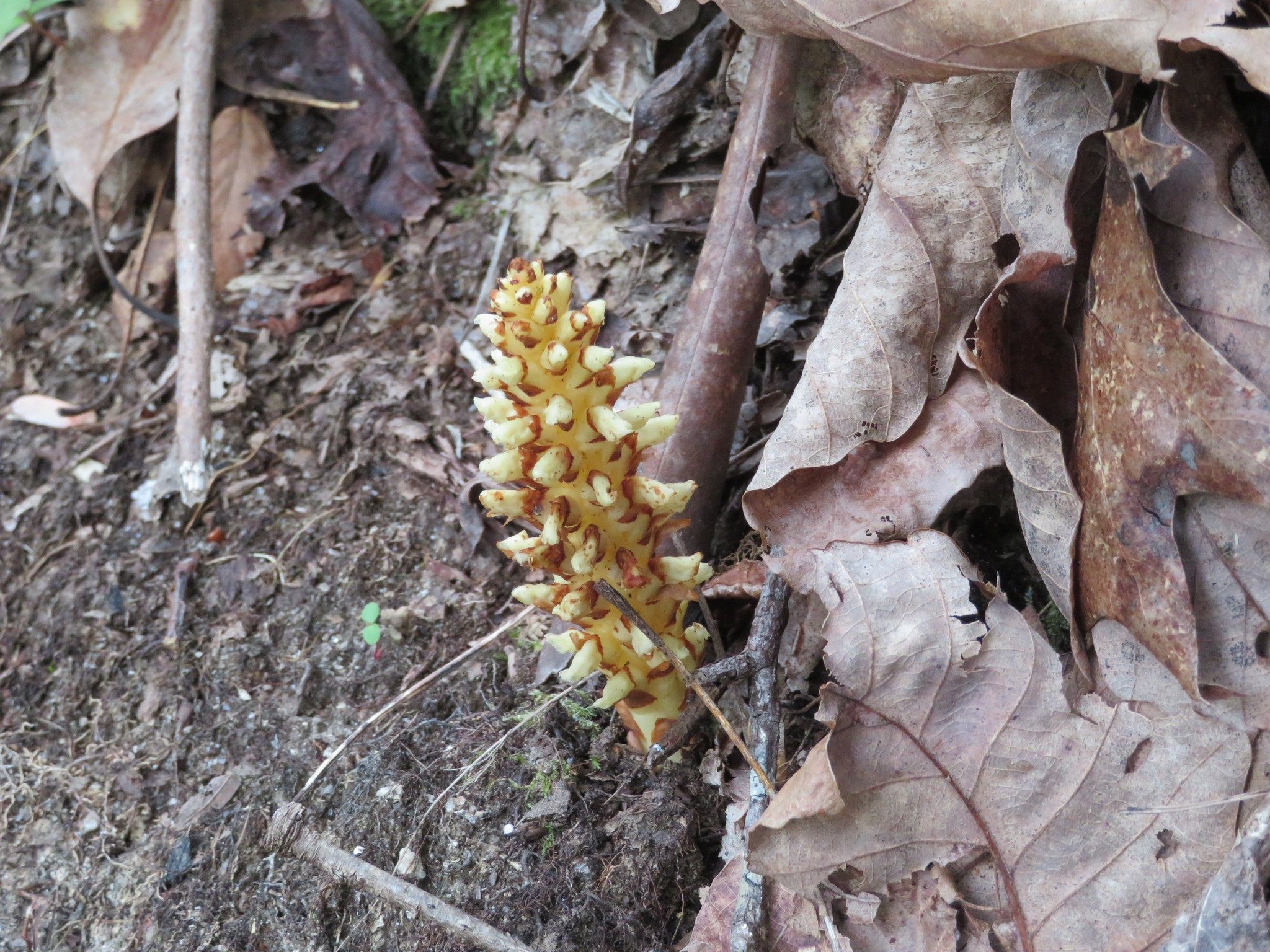 Squawroot (Conopholis americana)