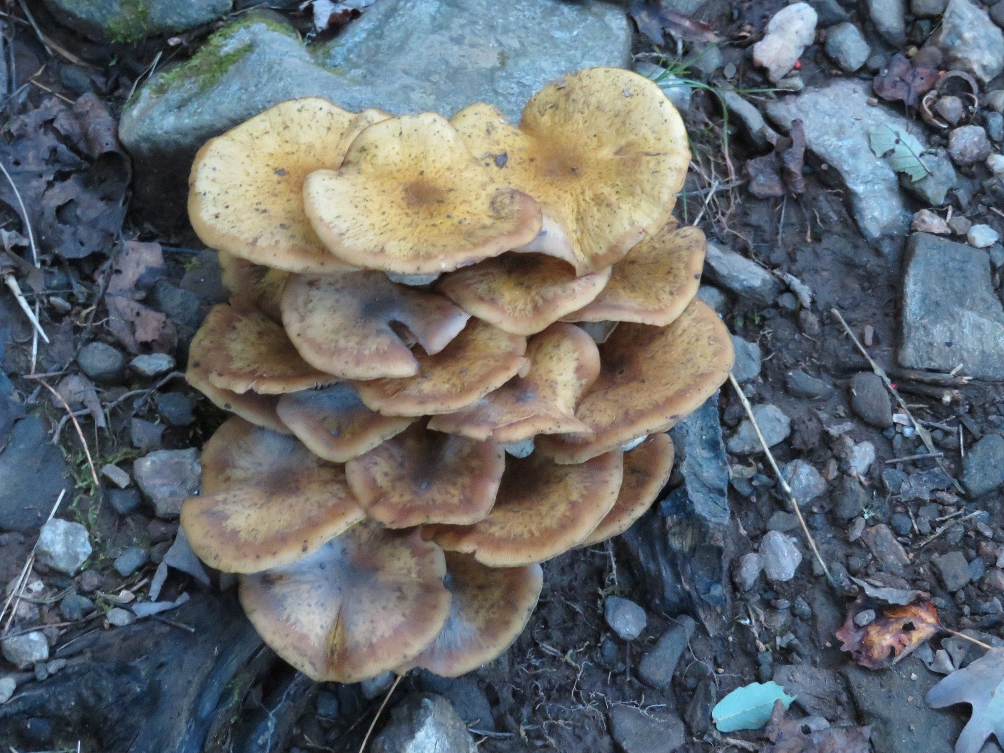 Interesting fungus