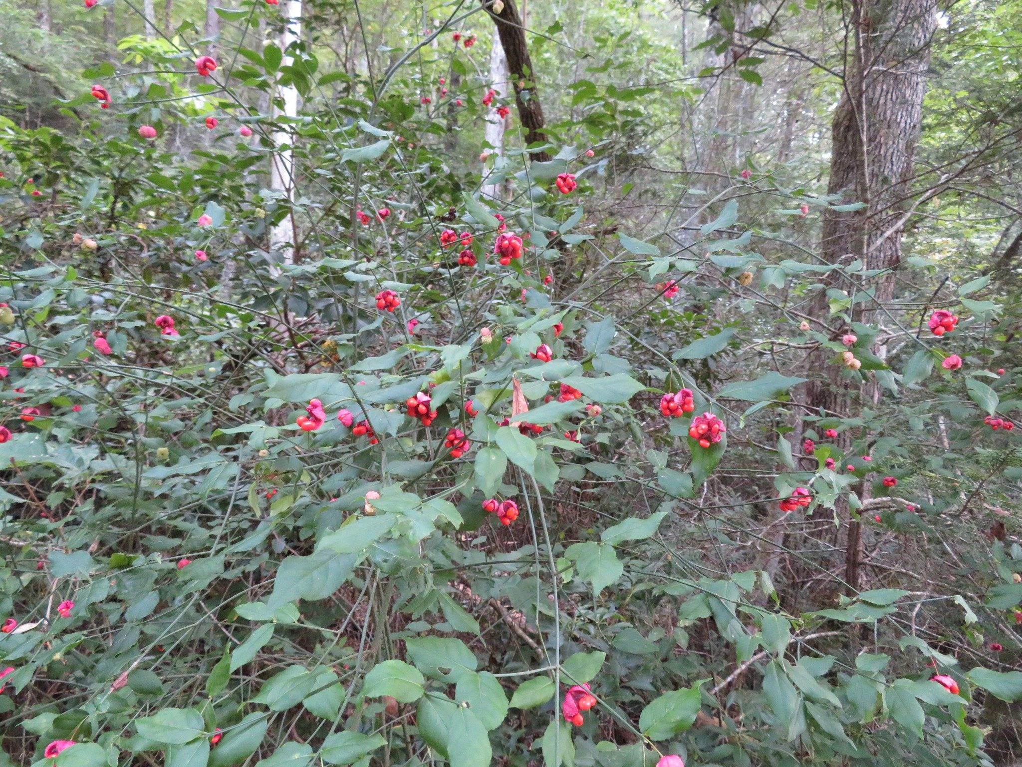 Hearts-a-burstin' / Strawberry-bush (Euonymus americanus)