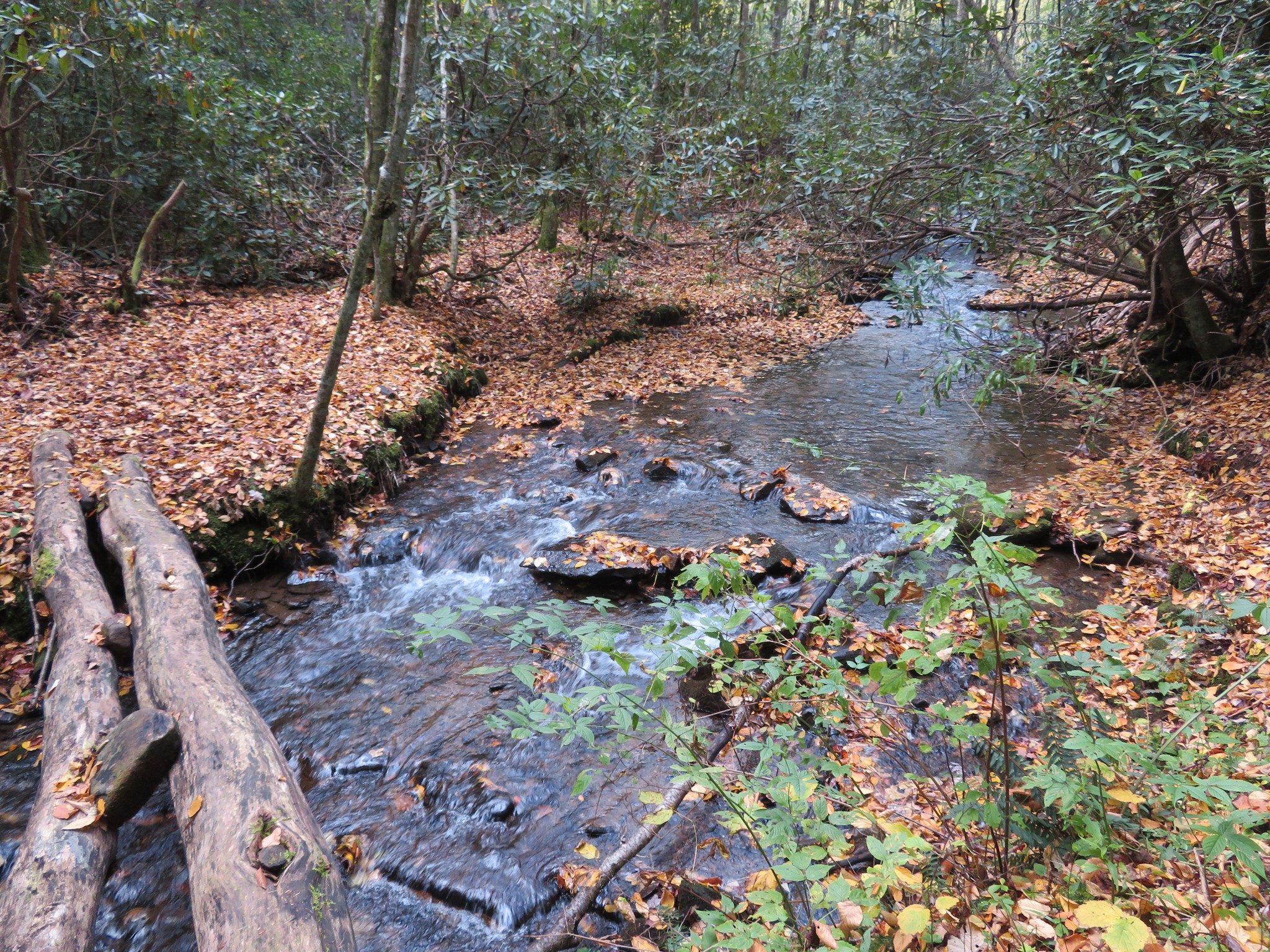 How to cross Park Creek . . . log or rocks in water?
