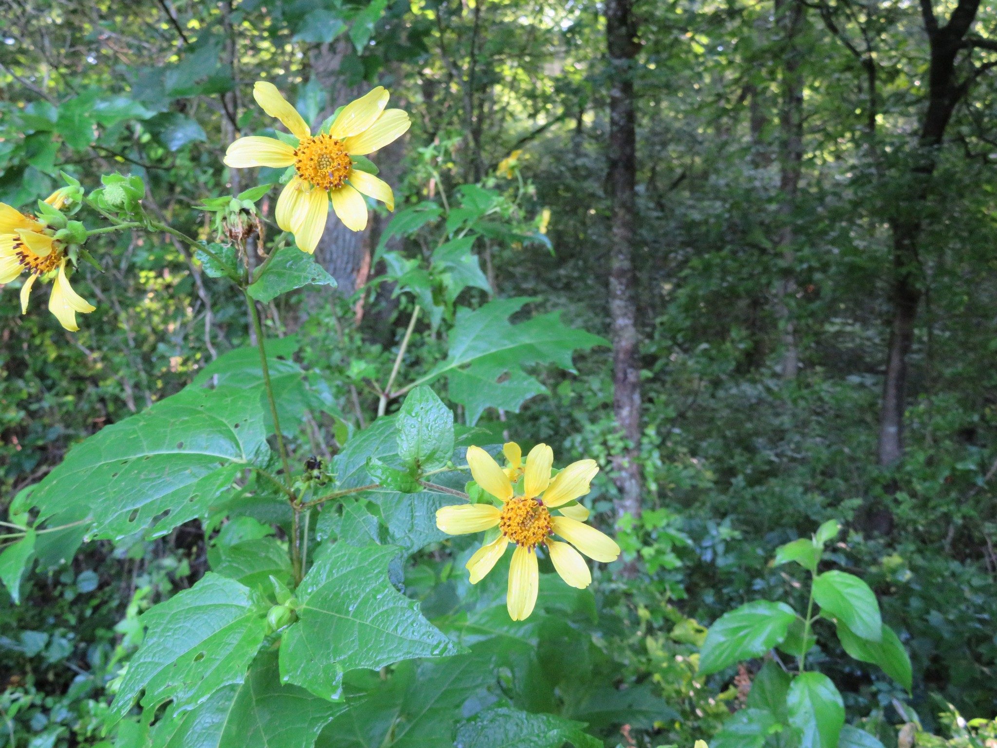 Sunflower along Tsalaki Trail