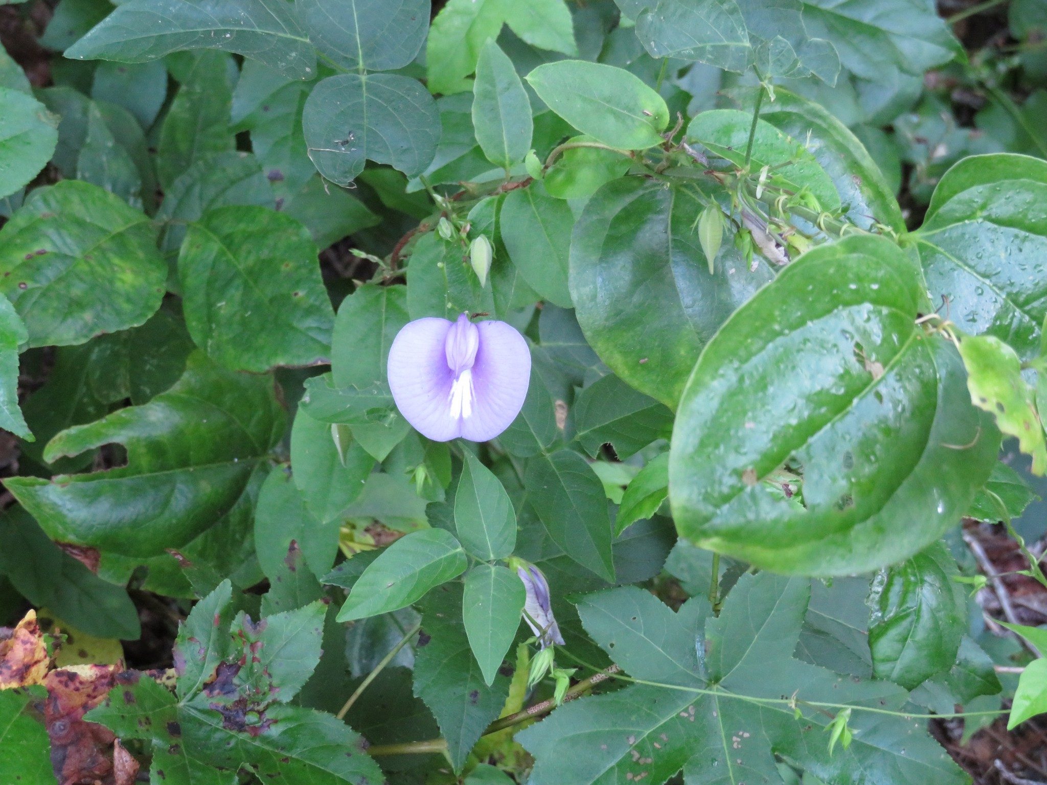 Pigeon Wings (Clitoria mariana)