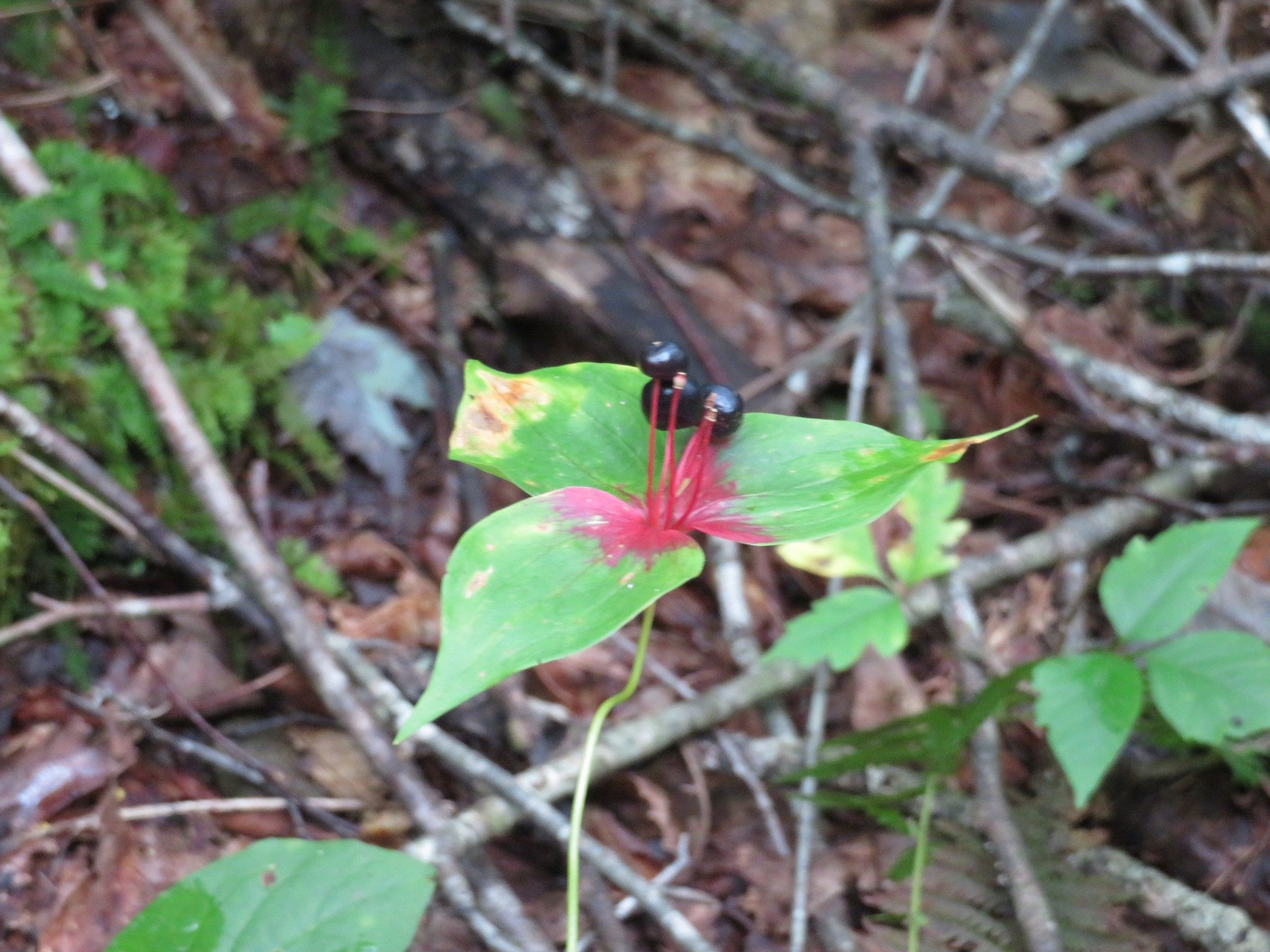 Indian Cucumber Root (Medeola virginiana) Fall season