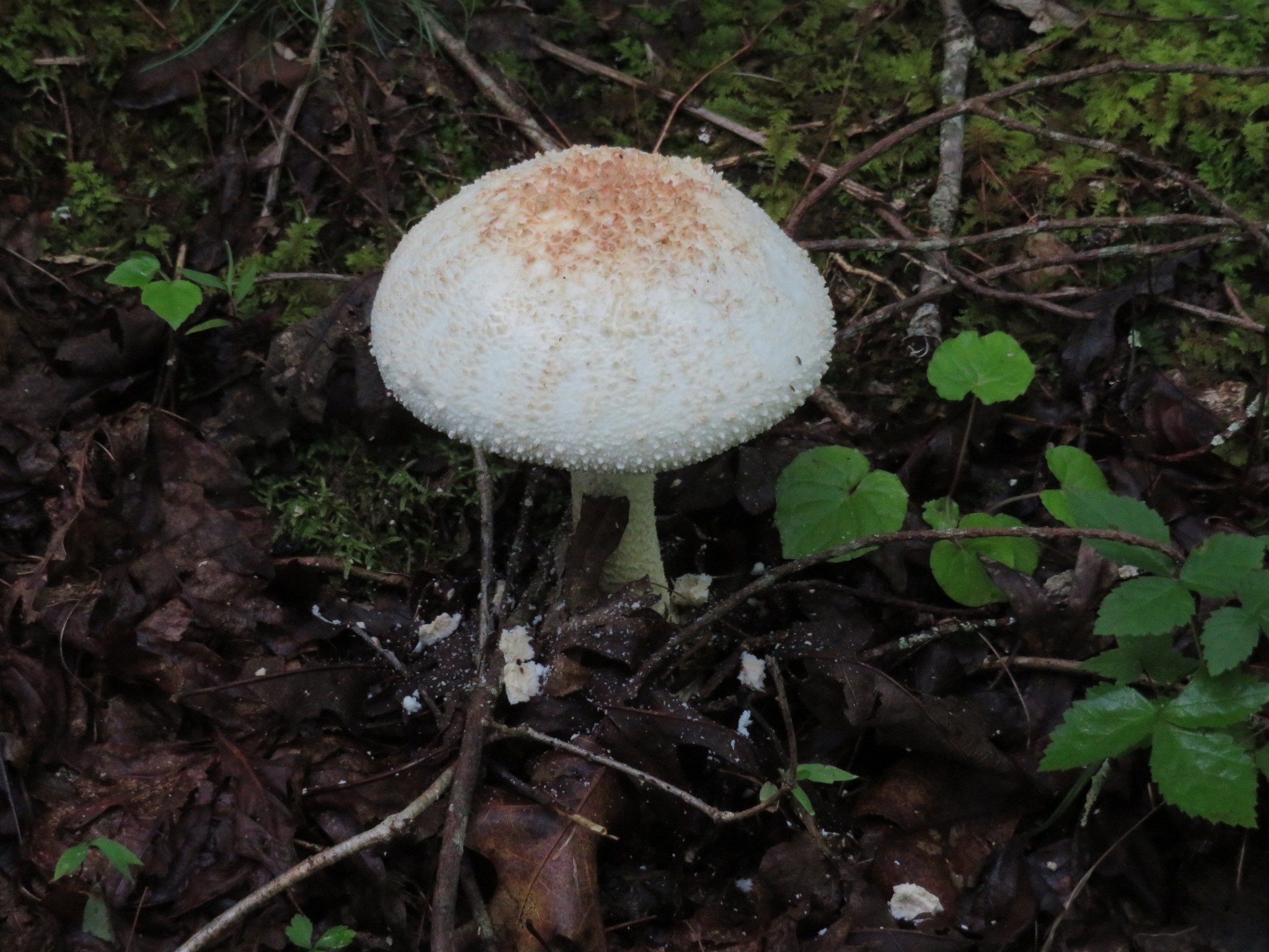 Attractive Mushroom