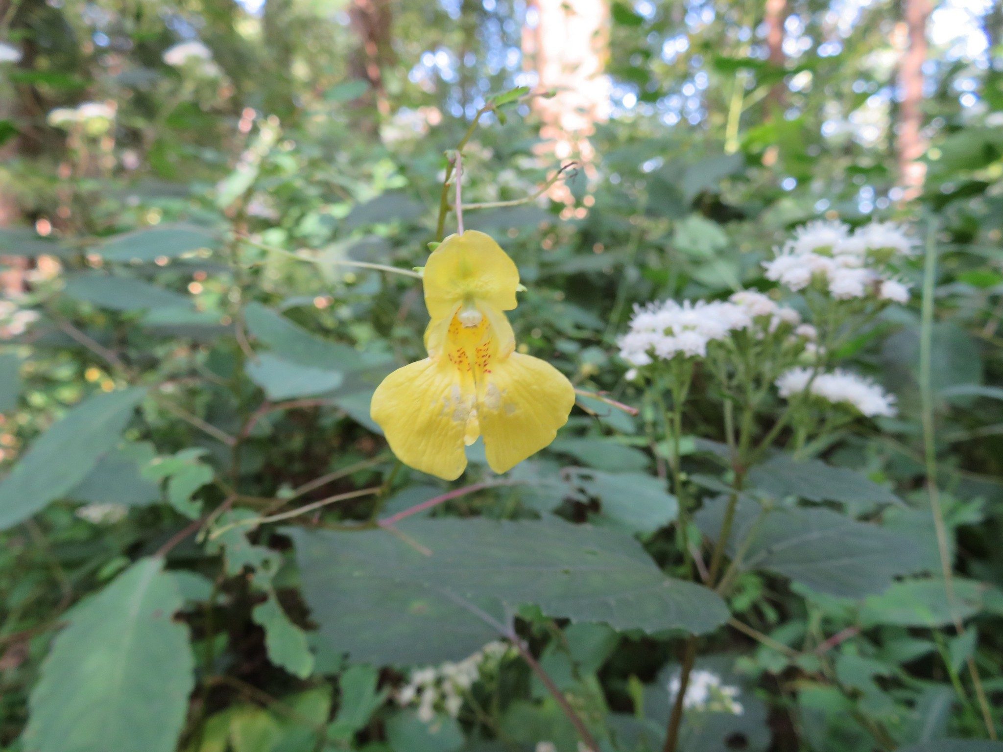 Pale Jewel Weed