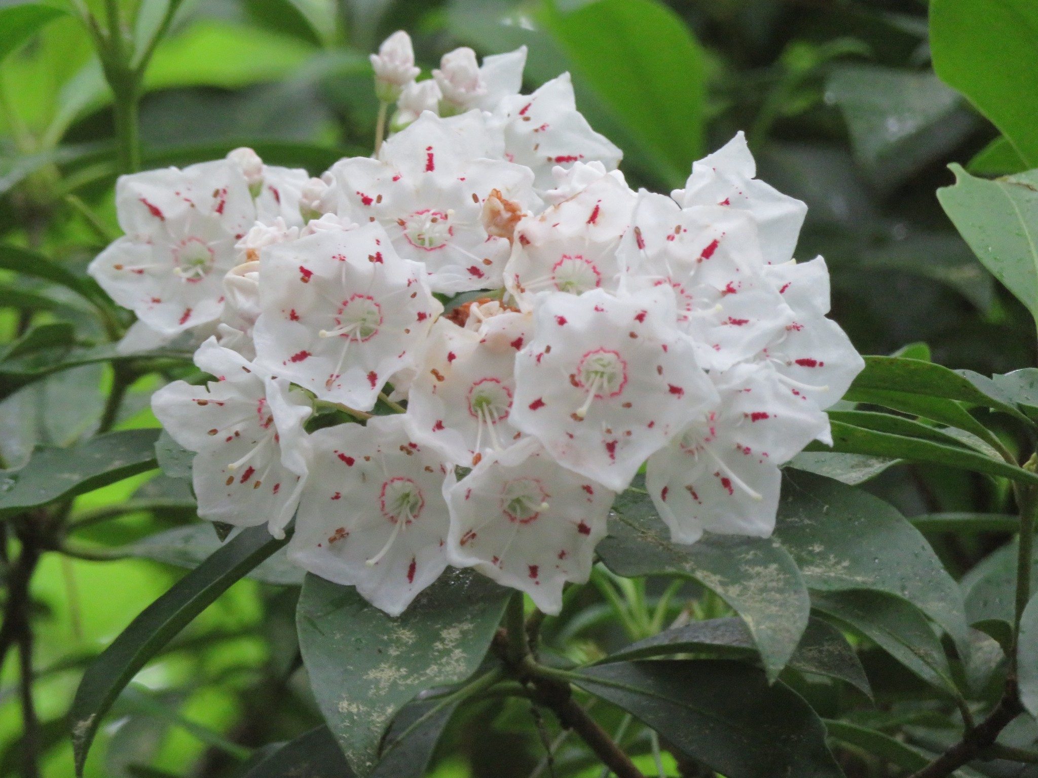 Mountain Laurel (Kalmia latifolia)