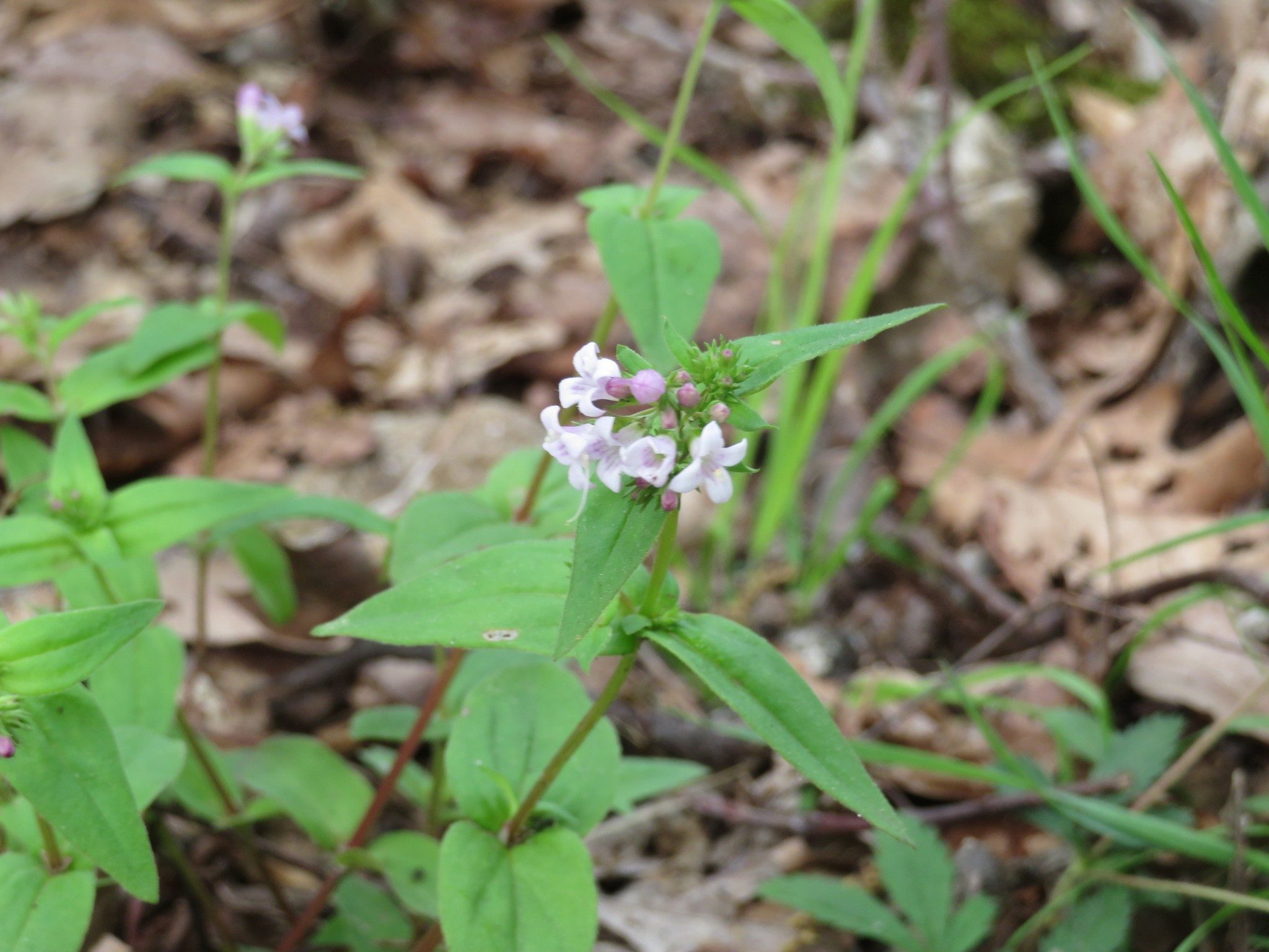 Woodland Bluet (Houstonia lanceolata)