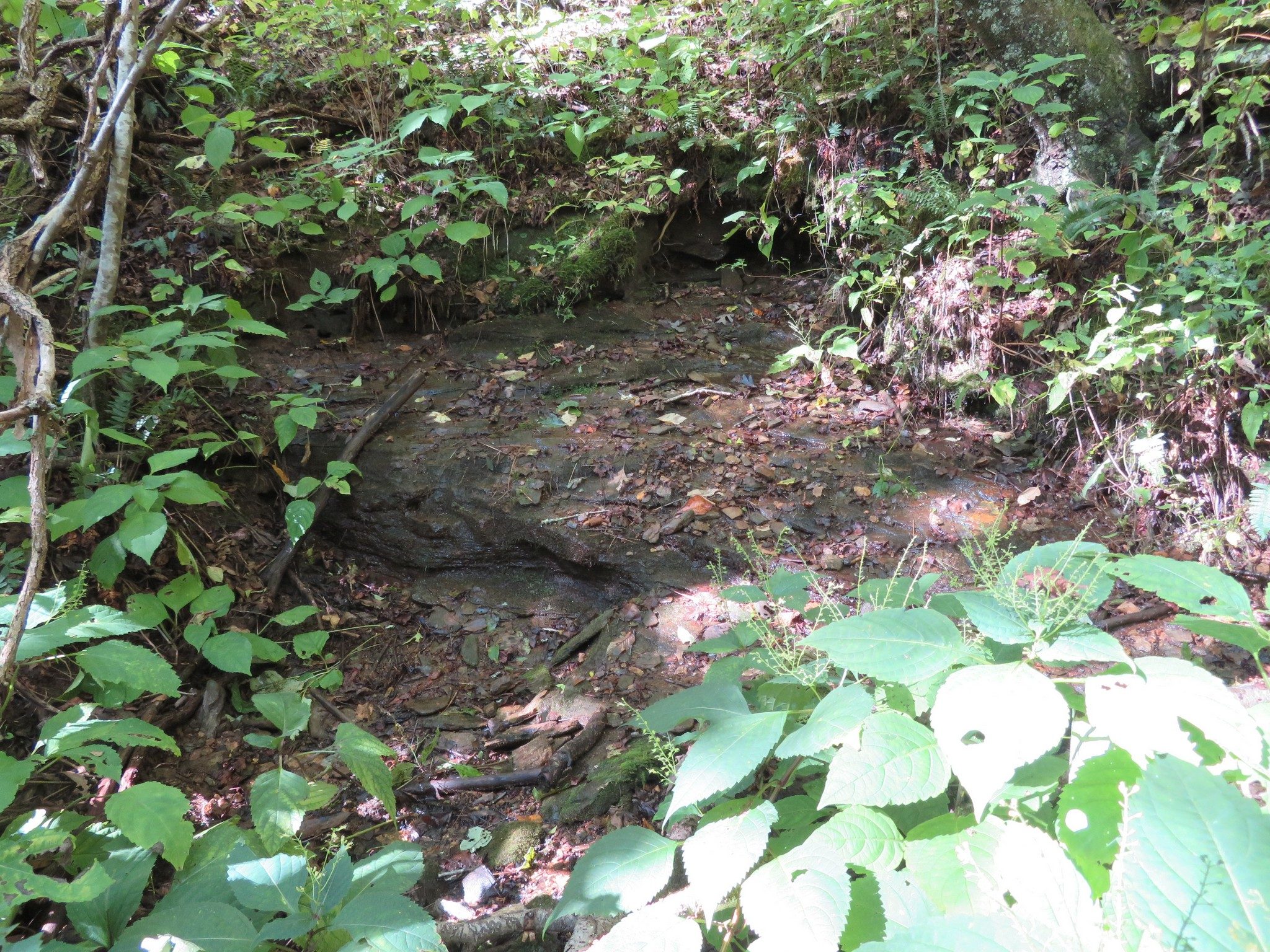 The headwaters of the Chattahoochee River . . . really!