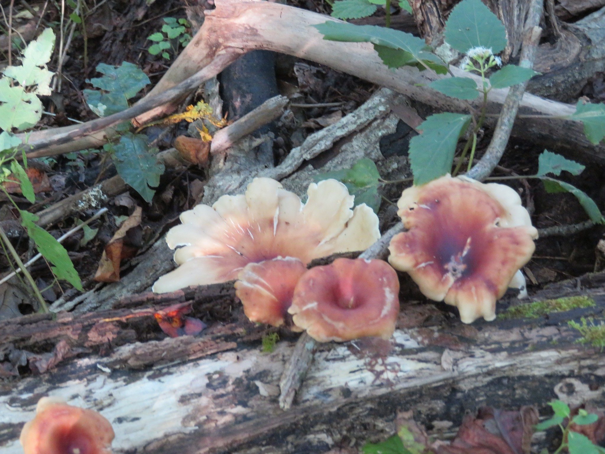 Surprisingly not much fungus today