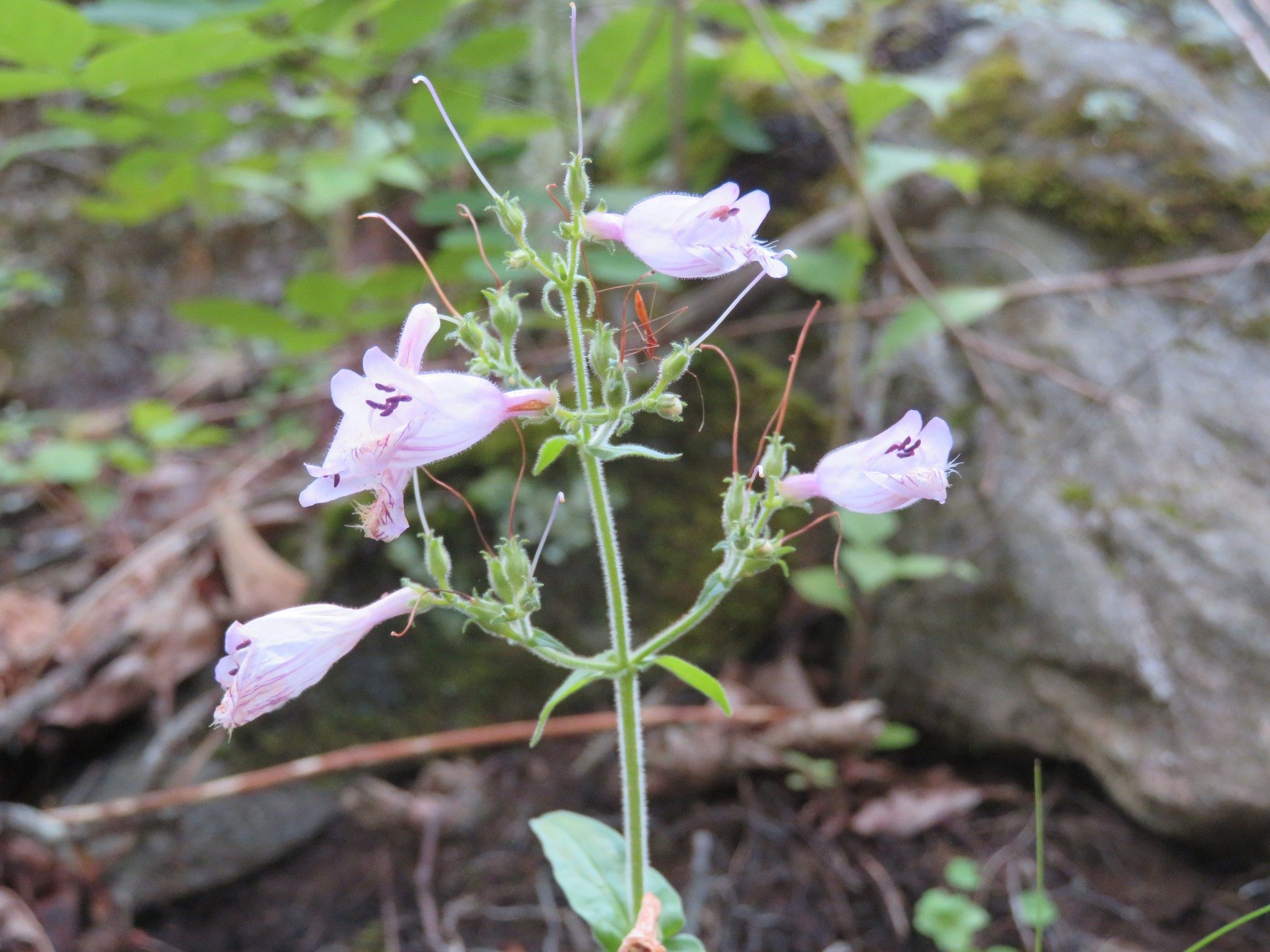 Eastern Grey Beard-tongue (Penstemon canescens