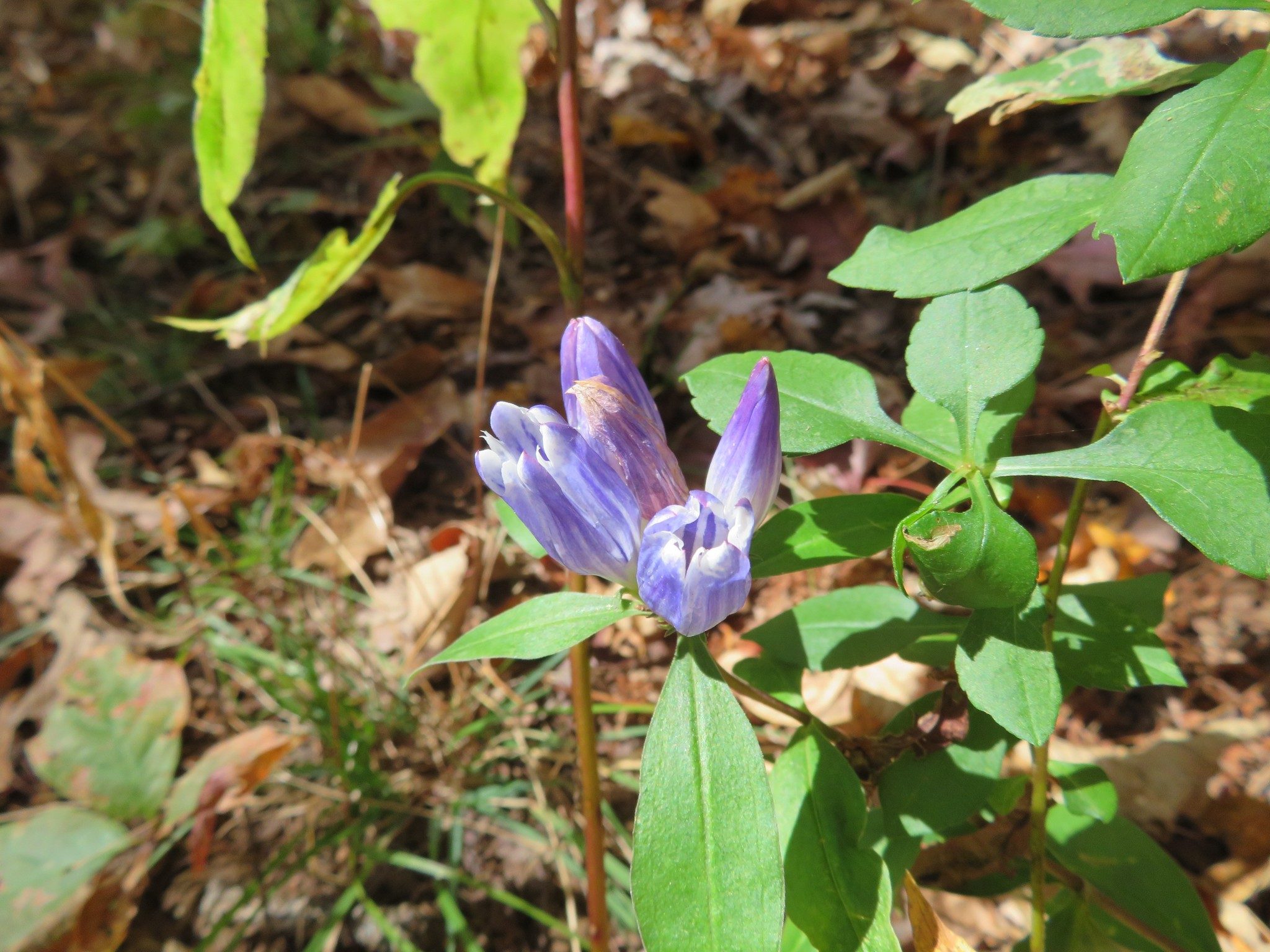 Showy Gentian (Gentiana decora)