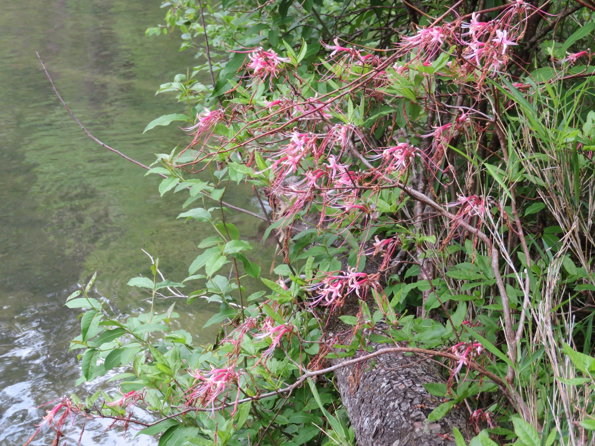 Pinxter (Rhododendron canescens)