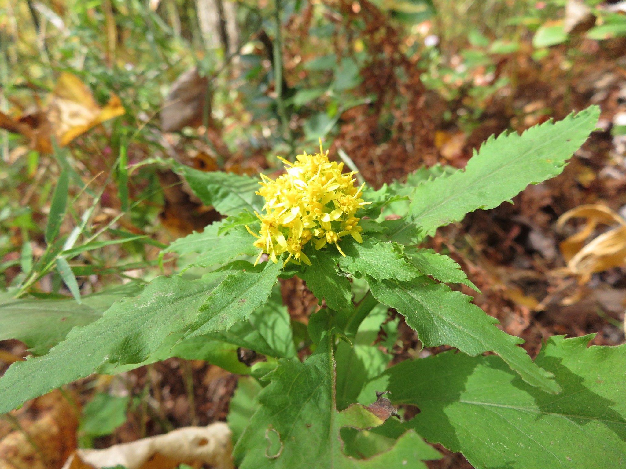 Nice yellow bloom of something