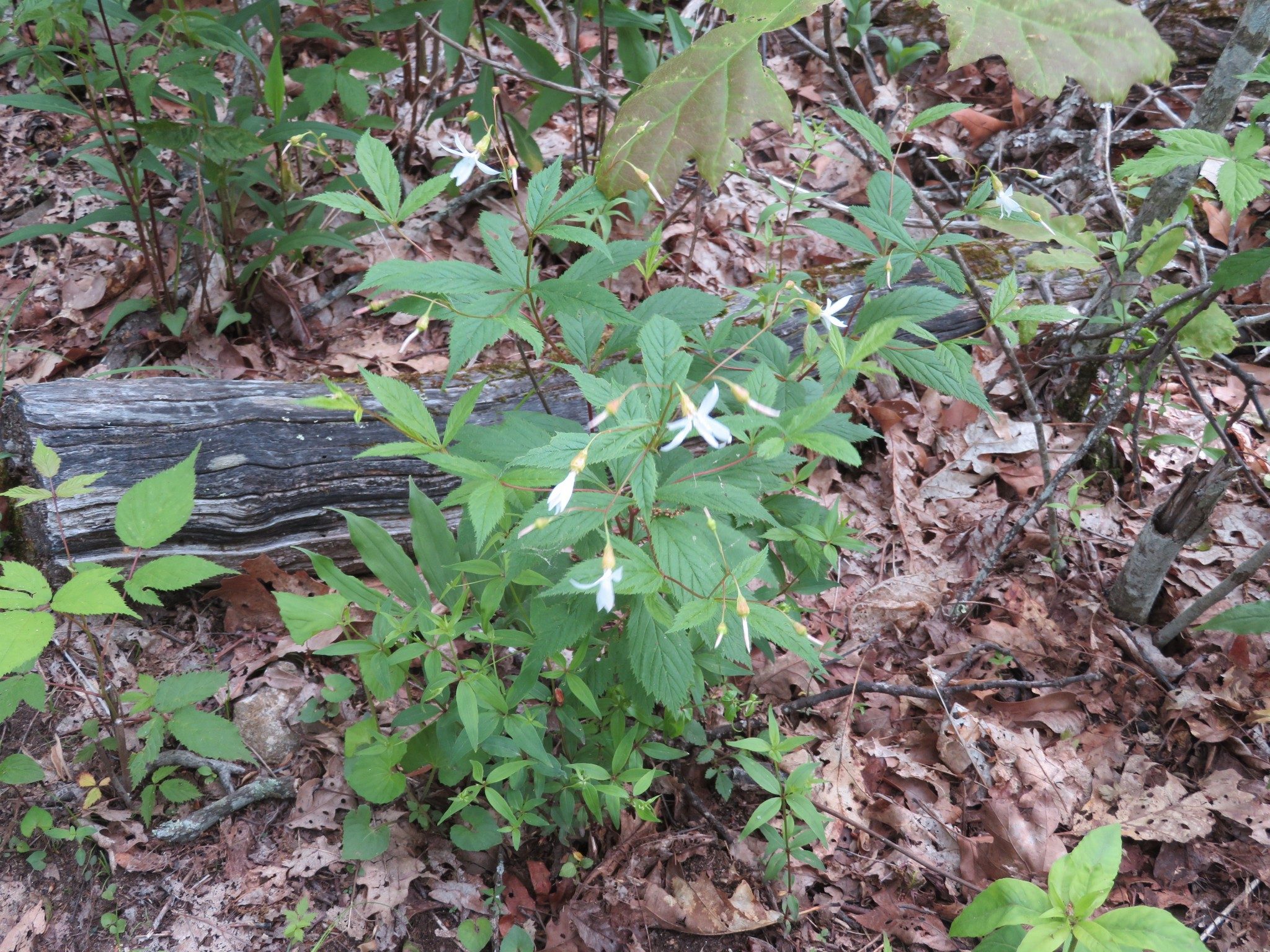 Mountain Indian-physic (Gillenia trifoliata)