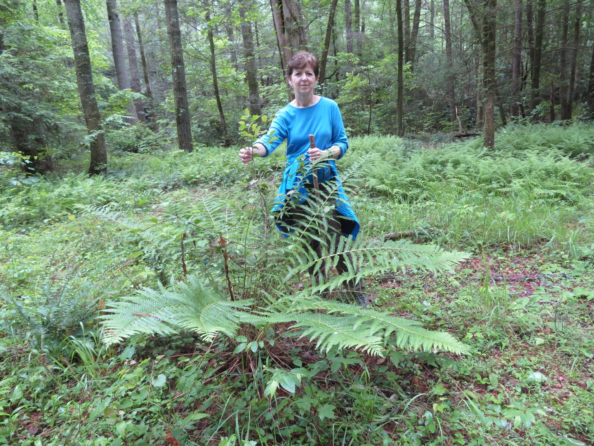 Very large solitary fern (3.5 ft tall) amidst field of smaller ferns