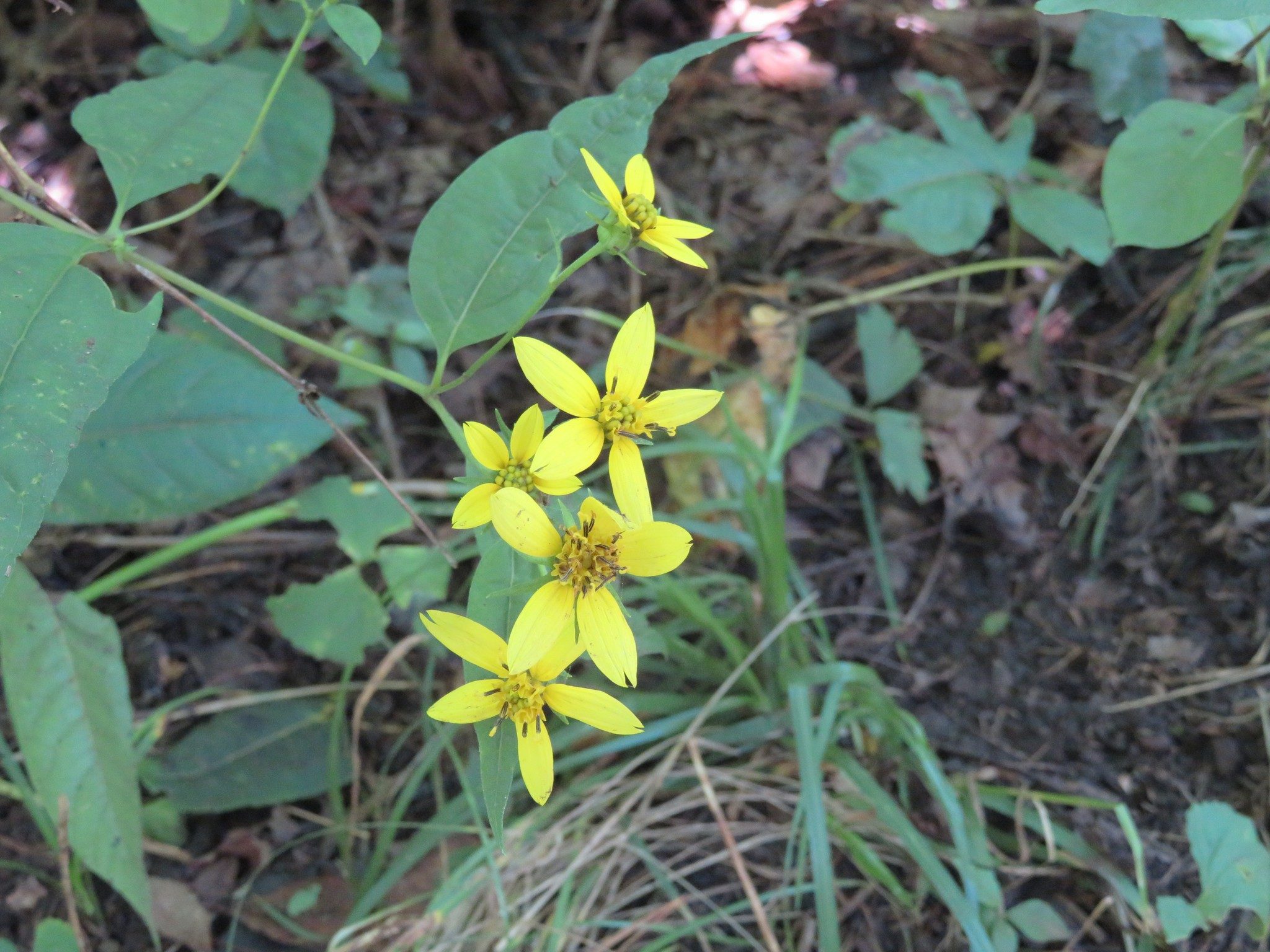 St. Johnswort