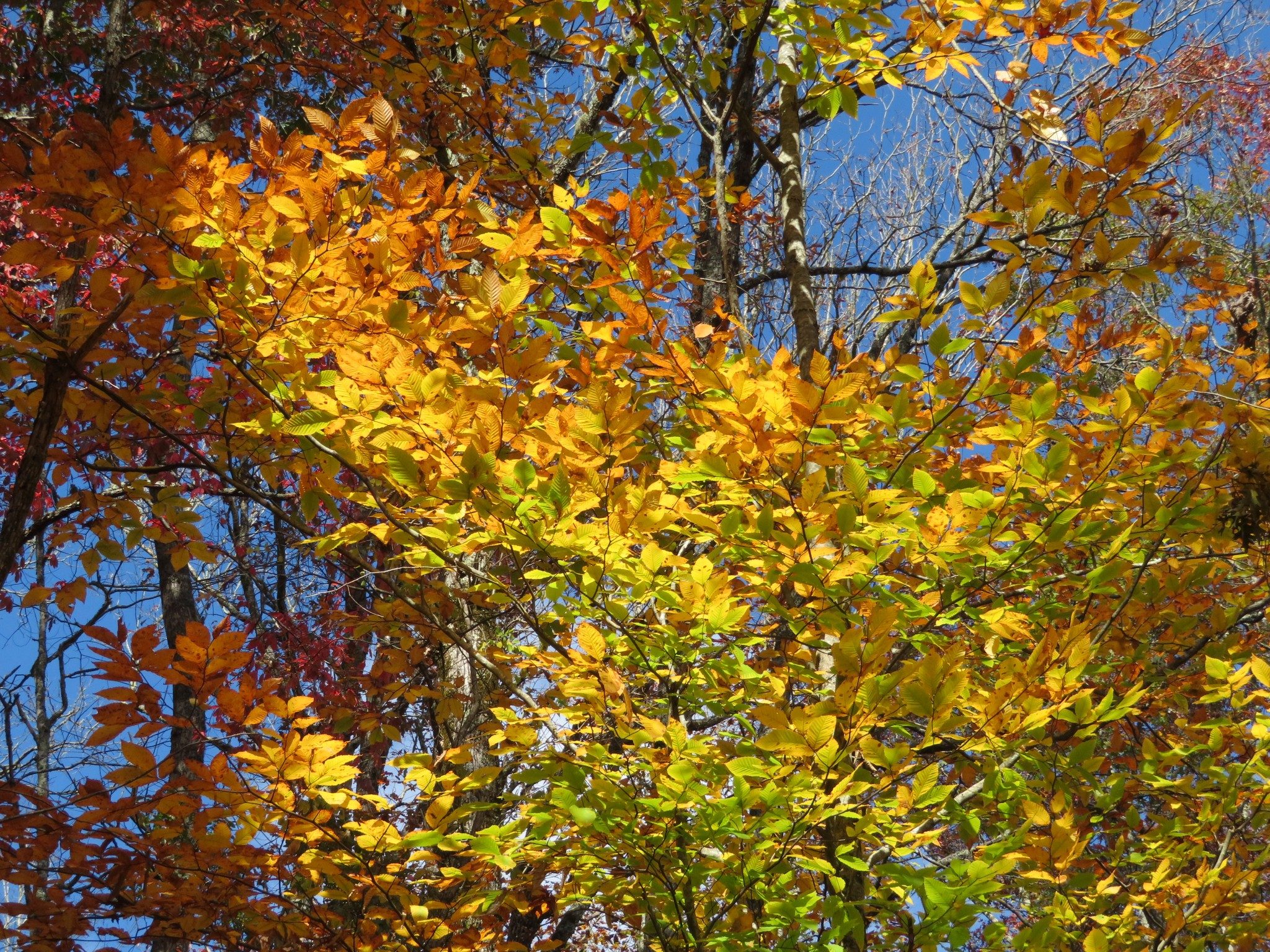Fall colors along Kimsey Creek Trail