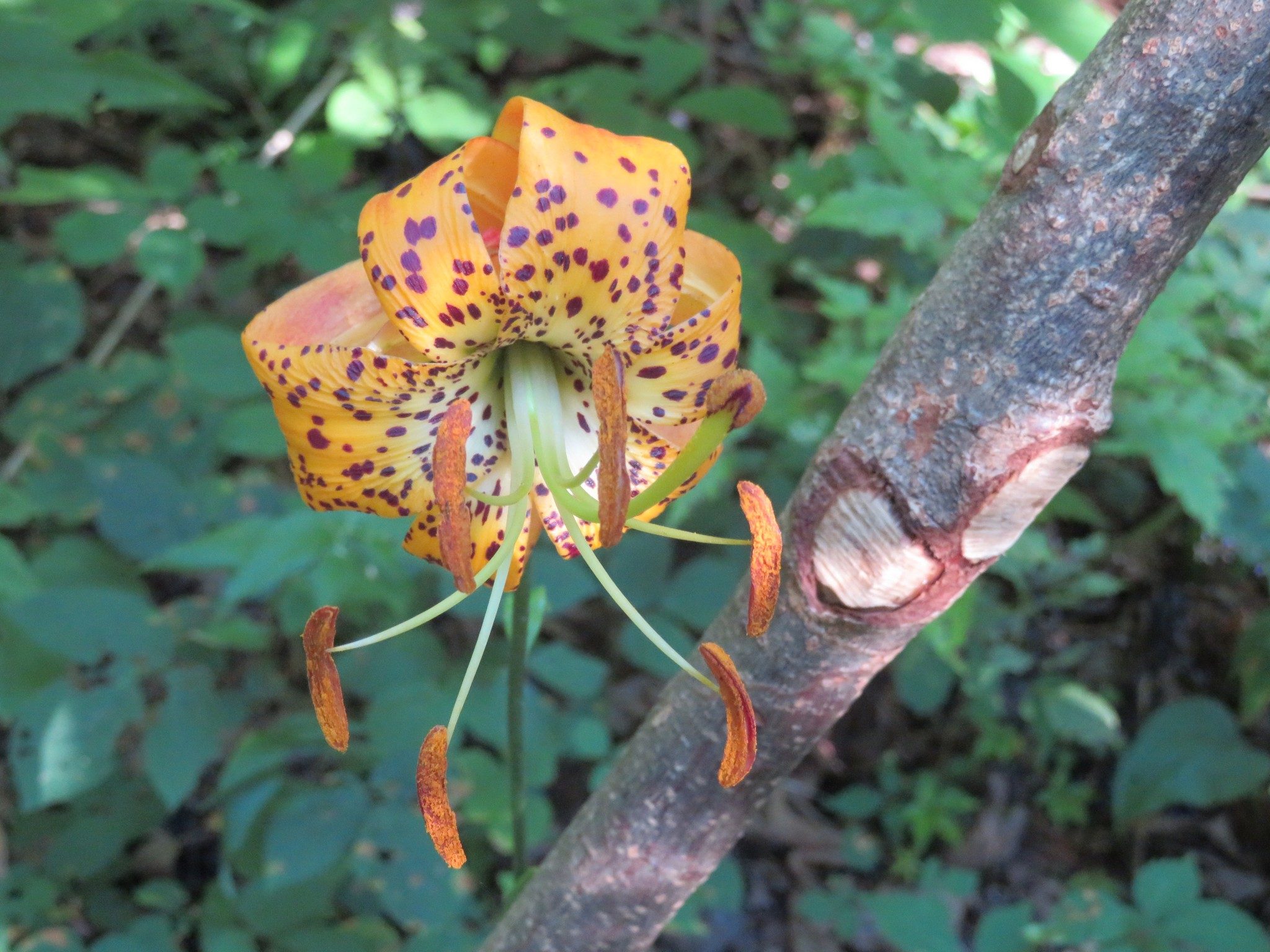 Carolina lily (Lilium michauxii)