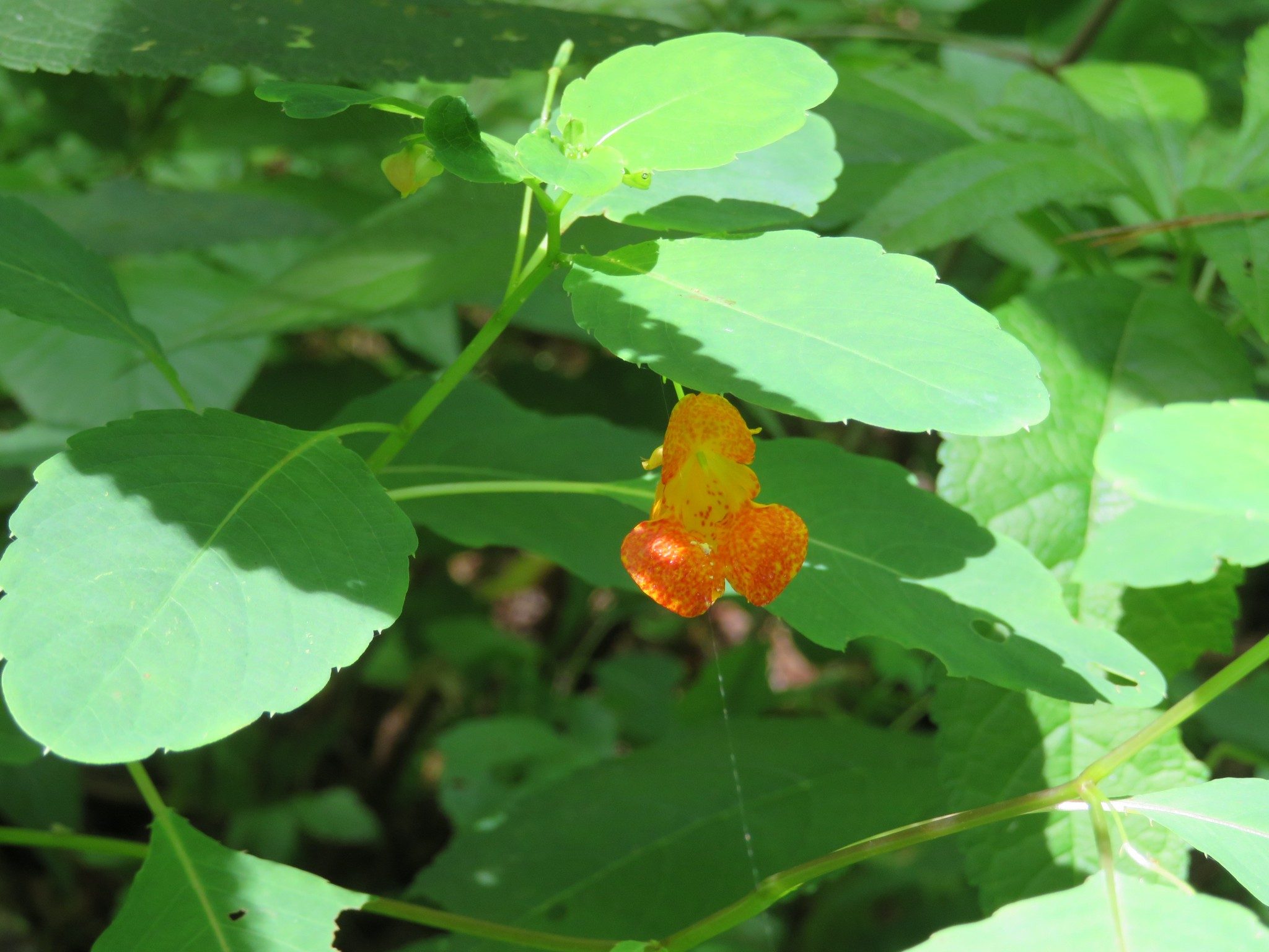 Spotted Jewelweed (Impatiens capensis)