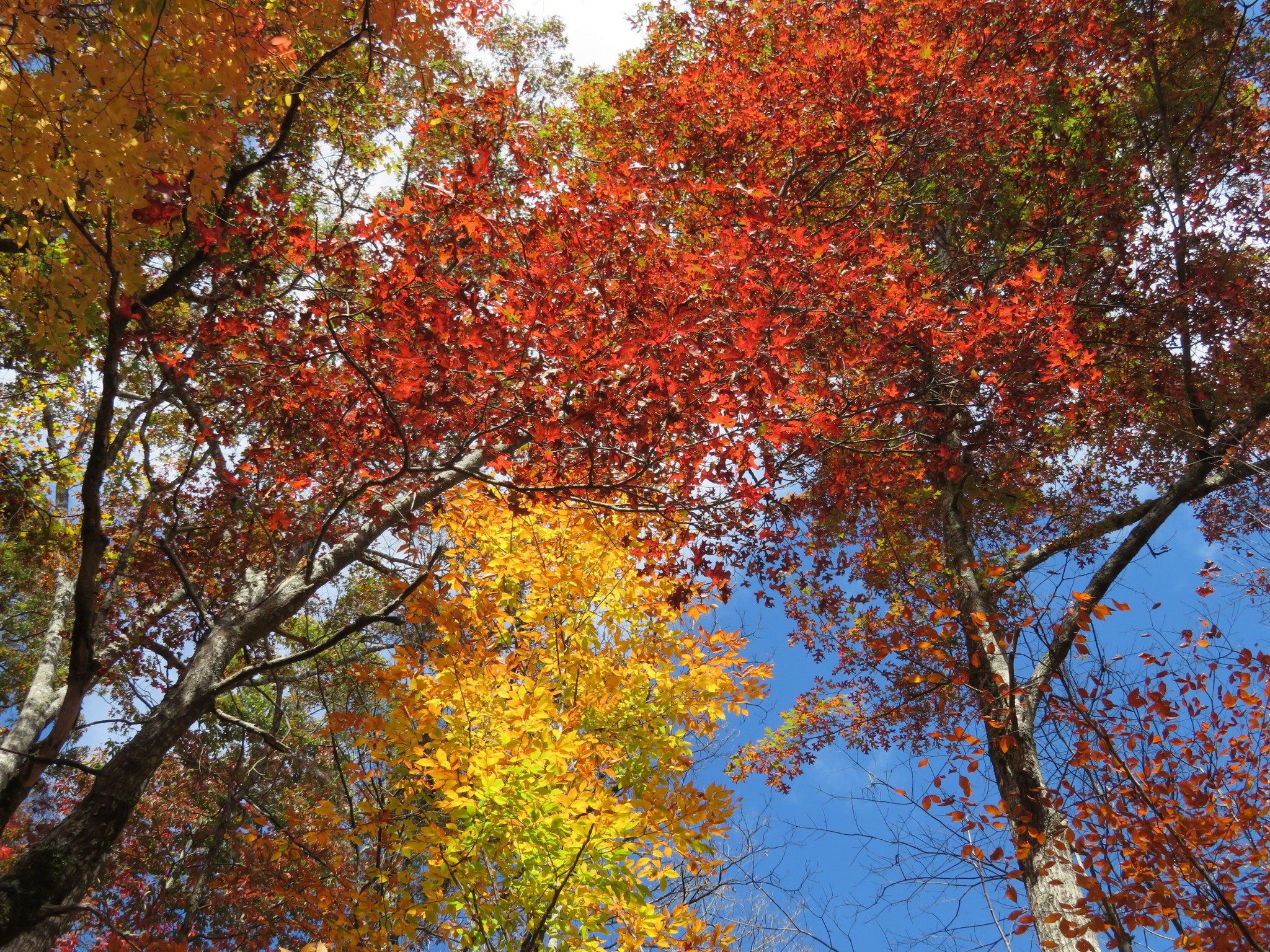 Fall colors along Kimsey Creek Trail