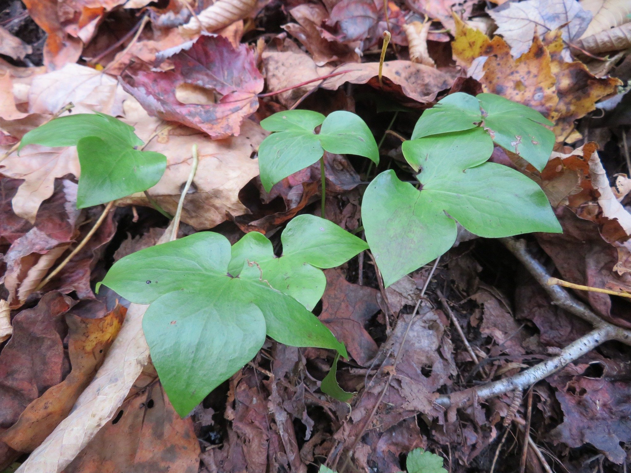 Mystery trident leafed ground cover