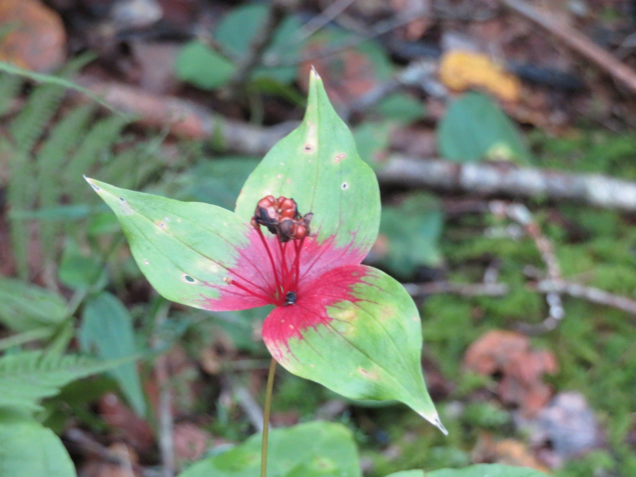 Indian Cucumber Root (Medeola virginiana) Fall season
